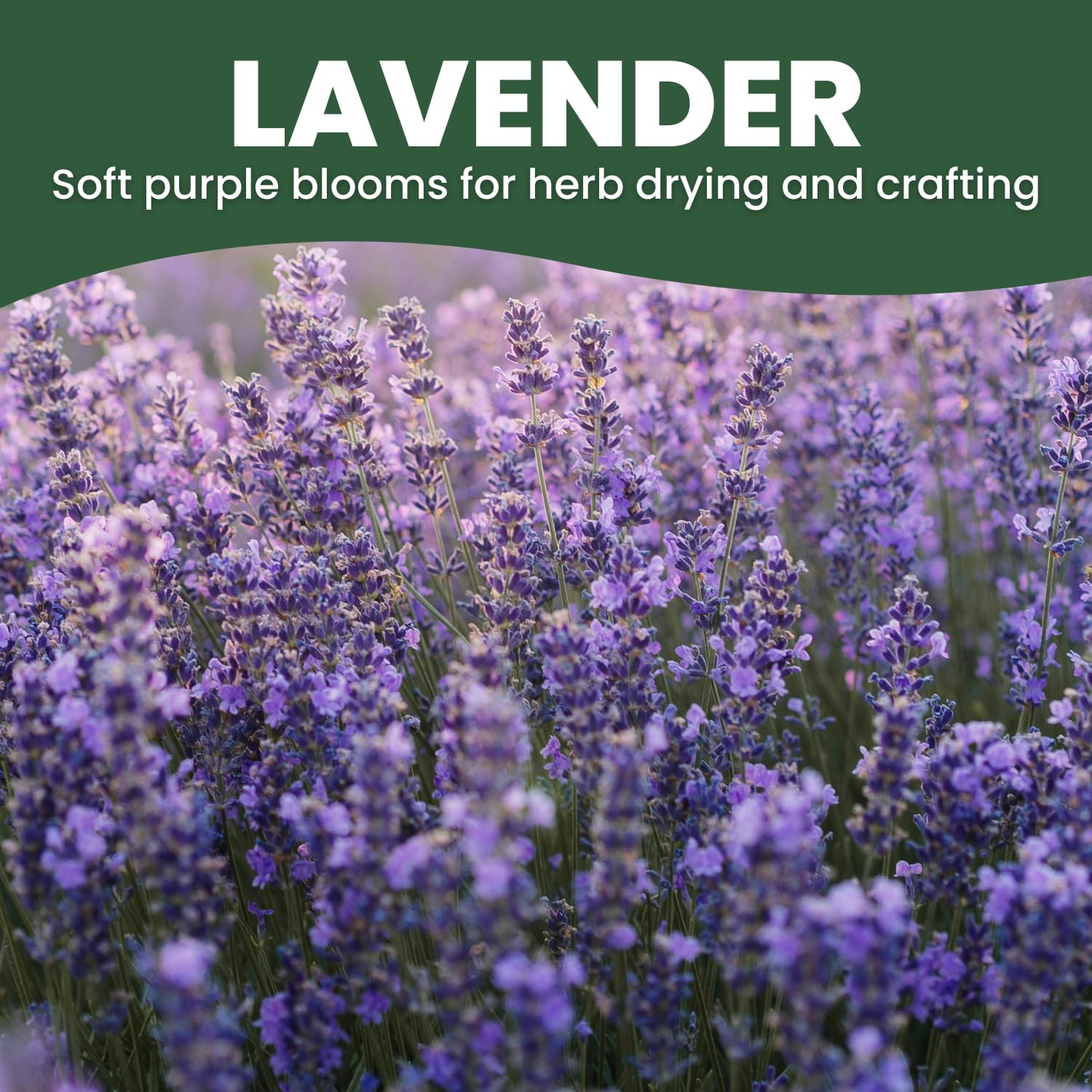 Lavender – 5,000 Seeds for Planting – 2026 Season – 5 Gram Pouch