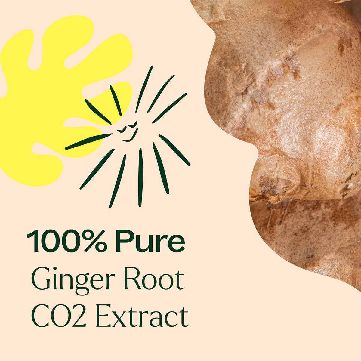 Plant Therapy Ginger Root CO2 Essential Oil 10 mL