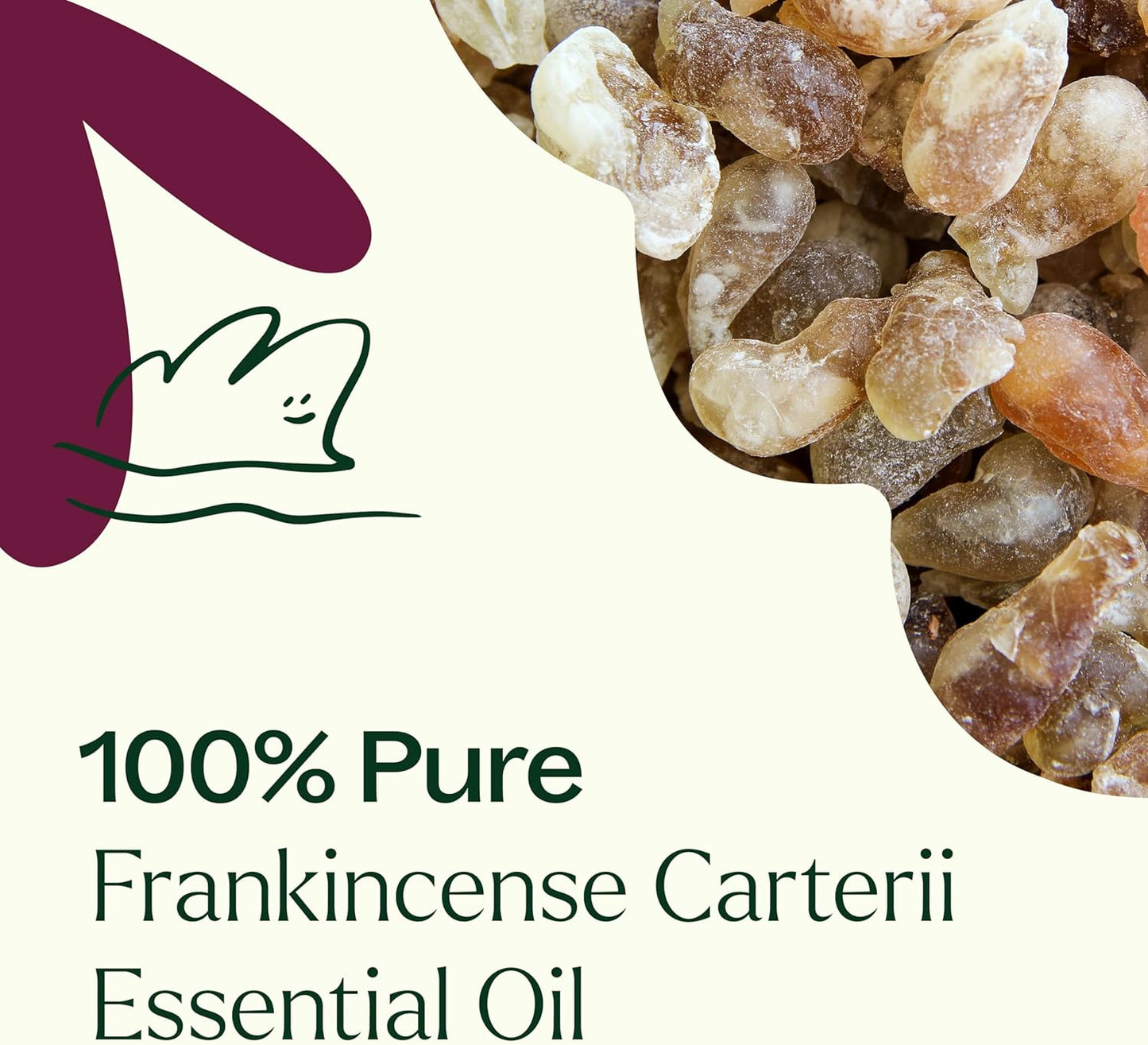 Plant Therapy Frankincense Carterii Essential Oil 10 mL (1/3 oz), 100% Pure, Undiluted, Natural Aromatherapy, Soothing Essential Oil for Meditation, Skin Irritation, and Sore Muscle Relief