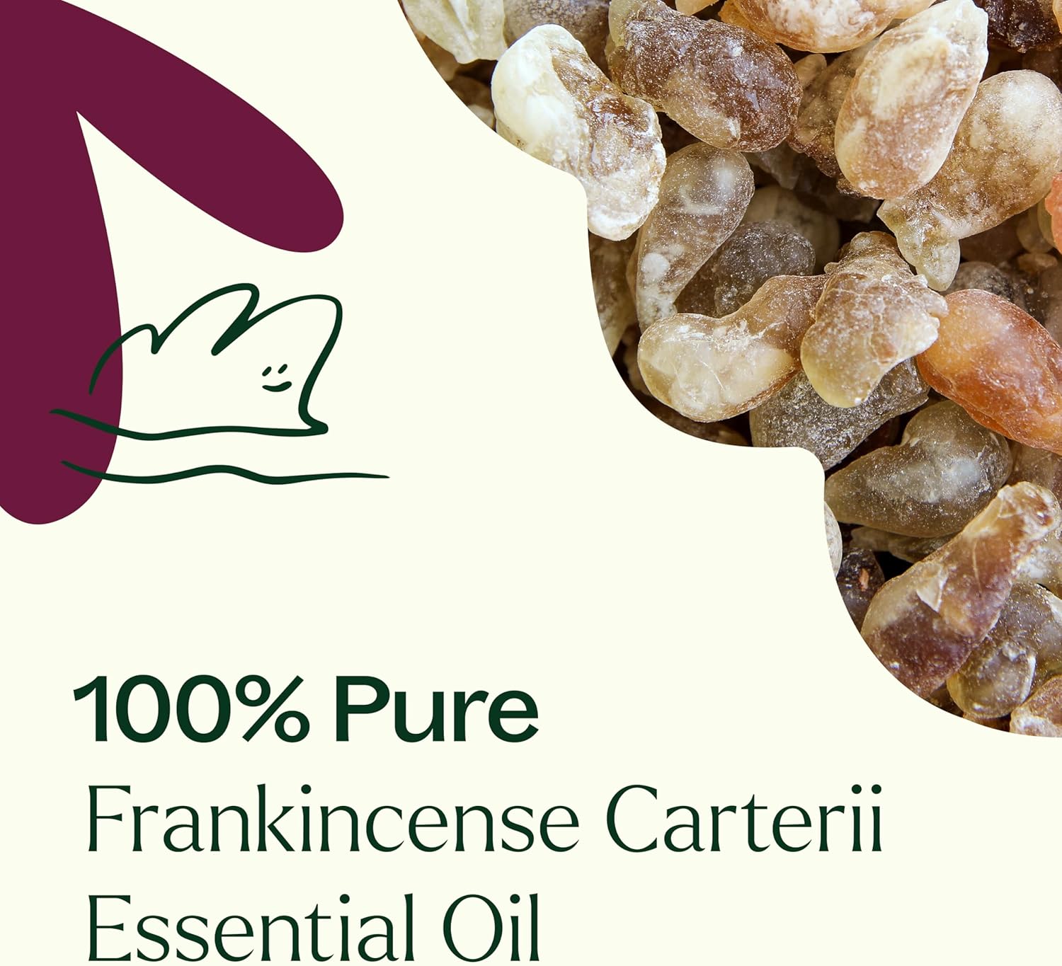 Plant Therapy Frankincense Carterii Essential Oil 10 mL (1/3 oz), 100% Pure, Undiluted, Natural Aromatherapy, Soothing Essential Oil for Meditation, Skin Irritation, and Sore Muscle Relief