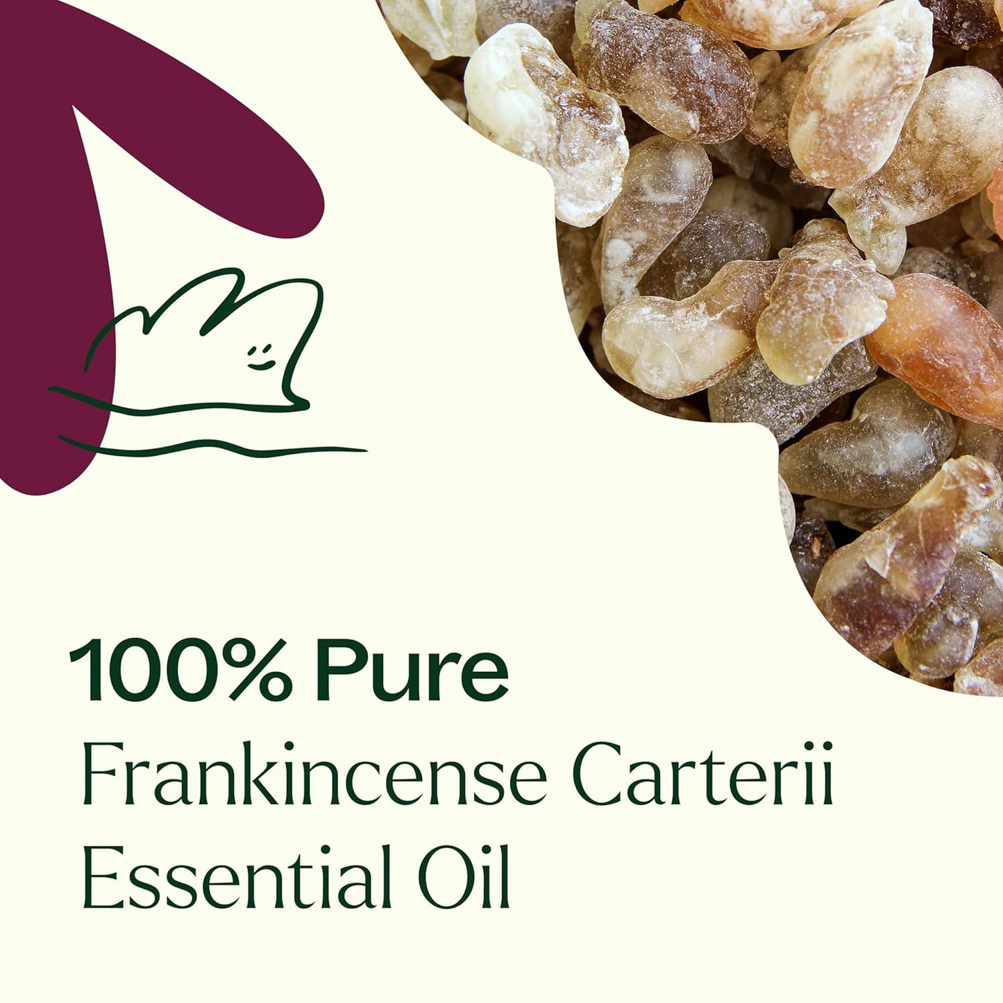 Plant Therapy Frankincense Carterii Essential Oil 30 mL (1 oz), 100% Pure, Undiluted, Natural Aromatherapy, Soothing Essential Oil for Meditation, Skin Irritation, and Sore Muscle Relief