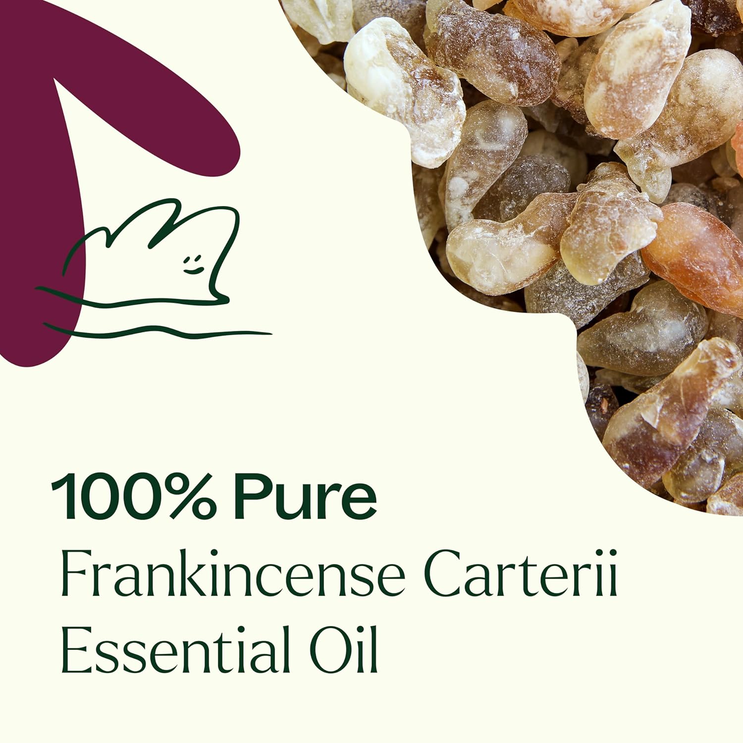 Plant Therapy Frankincense Carterii Essential Oil 30 mL (1 oz), 100% Pure, Undiluted, Natural Aromatherapy, Soothing Essential Oil for Meditation, Skin Irritation, and Sore Muscle Relief