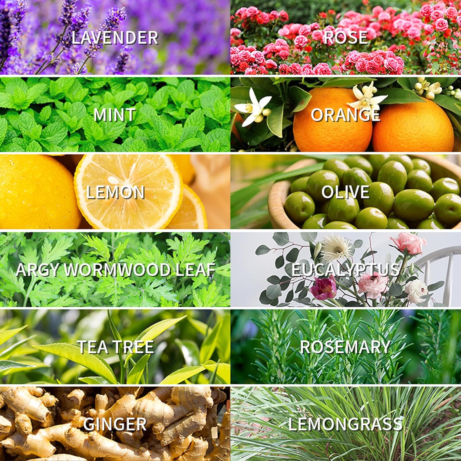 Essential Oils for Diffusers, Home Care, Candle Making Scents, Fragrance, Aromatherapy, Humidifiers, Gifts, Freshie Scents, Soap Making Supplies, Diffuser Oil Scents,Eucalyptus (10ml)
