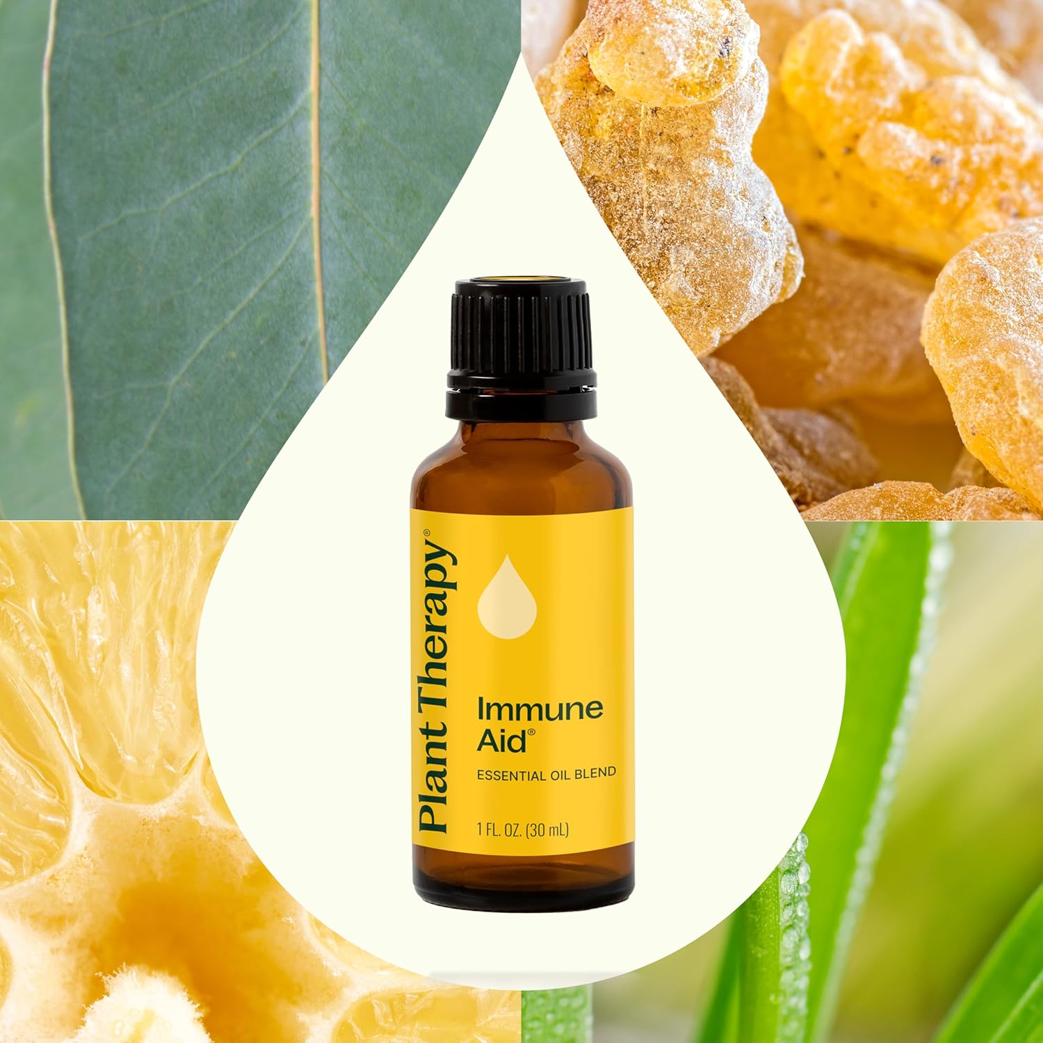 Plant Therapy Immune Aid Essential Oil Blend 30 mL (1 oz) 100% Pure, Undiluted, Natural Aromatherapy, Natural Immune Support, Fresh Scent