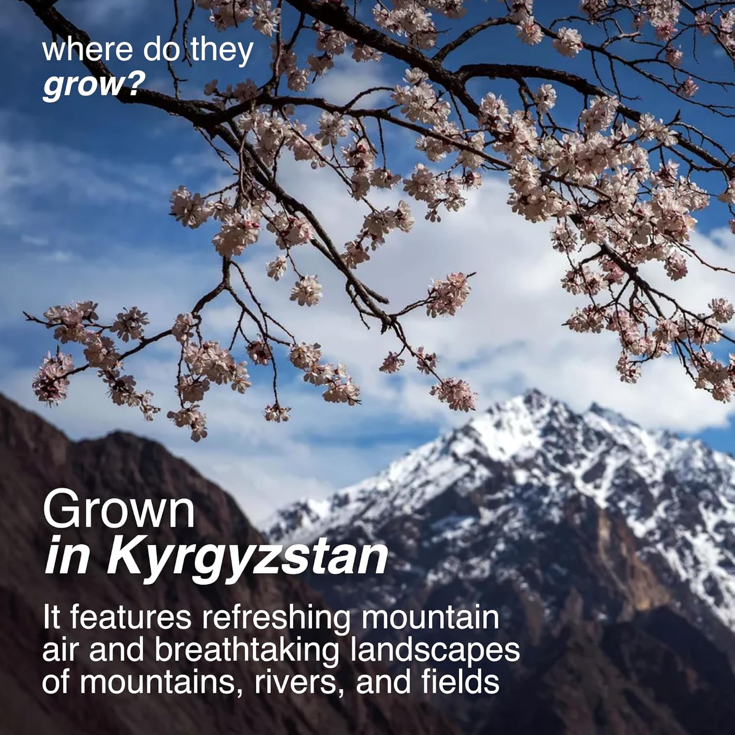 Arashan Apricots Seeds - Dried Sweet Raw Apricot Seeds, Natural| BEST Raw & Sweet Apricot Kernels, Directly From The Fertile Ferghana Valley In Kyrgyzstan | Sundried Apricot Kernel 60% Oil (1 LB)