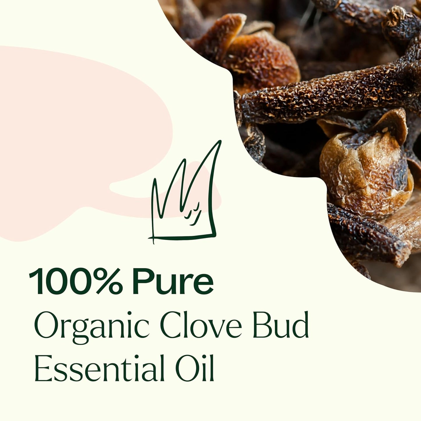 Plant Therapy Organic Clove Bud Essential Oil, 10 mL (1/3 oz), 100% Pure and Undiluted, USDA Certified Organic, Fresh and Spicy Scent, Great for Aromatherapy