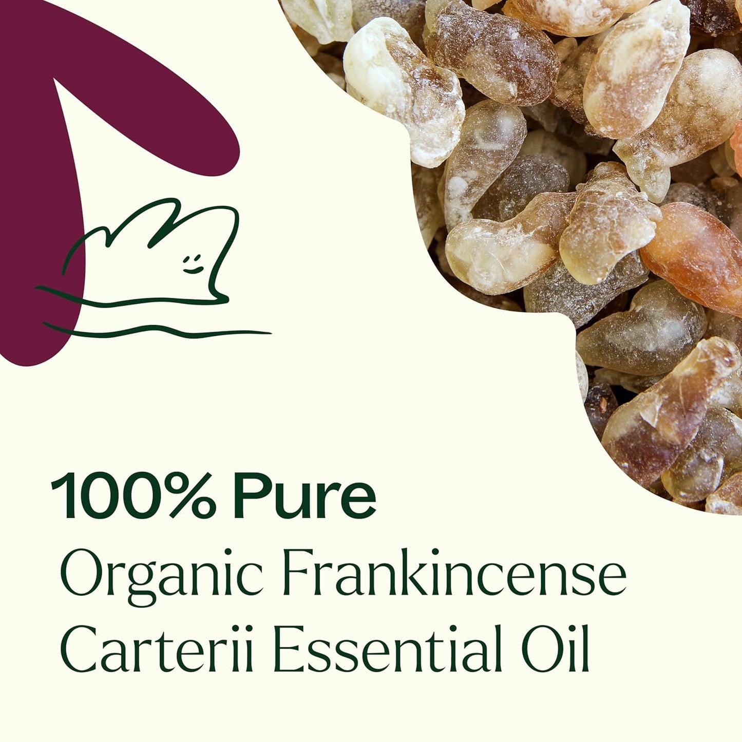 Plant Therapy Organic Frankincense Carterii Essential Oil 30 mL (1 oz) 100% Pure, USDA Certified Organic, Undiluted, Grounding Aromatherapy for Yoga and Meditation