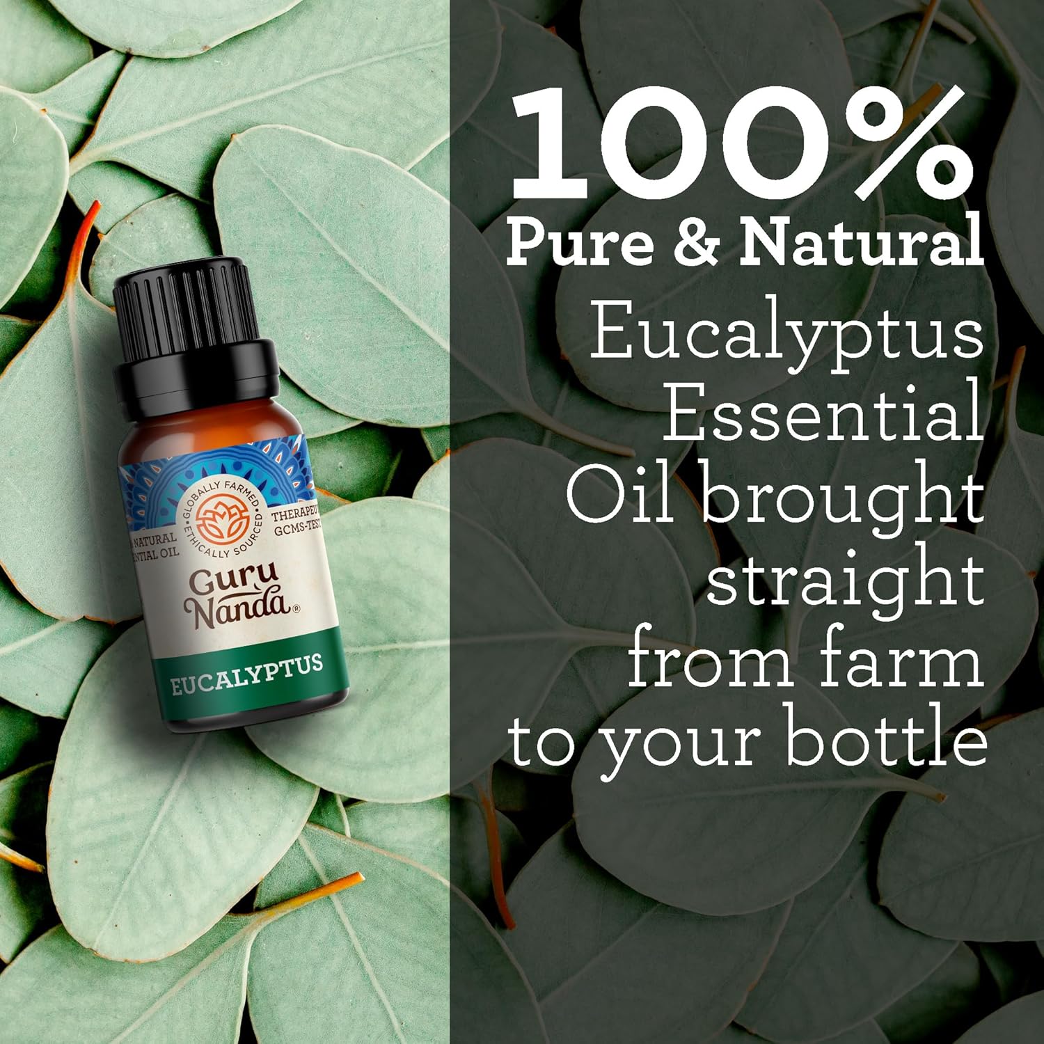 GuruNanda Eucalyptus Essential Oil -100% Pure, Natural and Undiluted Aromatherapy Oil for Diffusers - Aids in Congestion Relief - Perfect for Massages (0.5 Fl Oz) (Pack of 2)