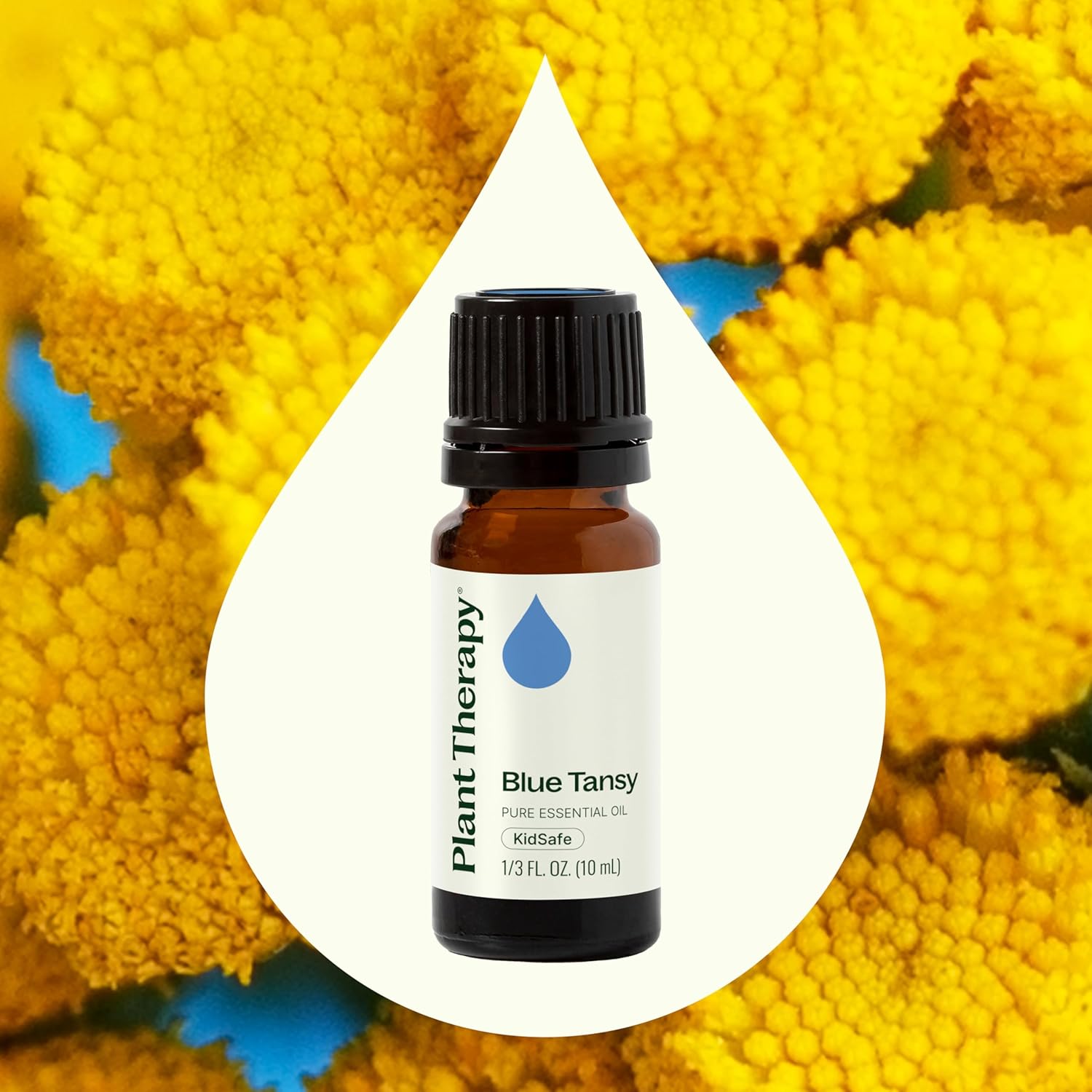 Plant Therapy Blue Tansy Essential Oil 100% Pure, Undiluted, 10 mL (1/3 oz), Herbaceous and Apple-Like Aroma, Great for Diffusers