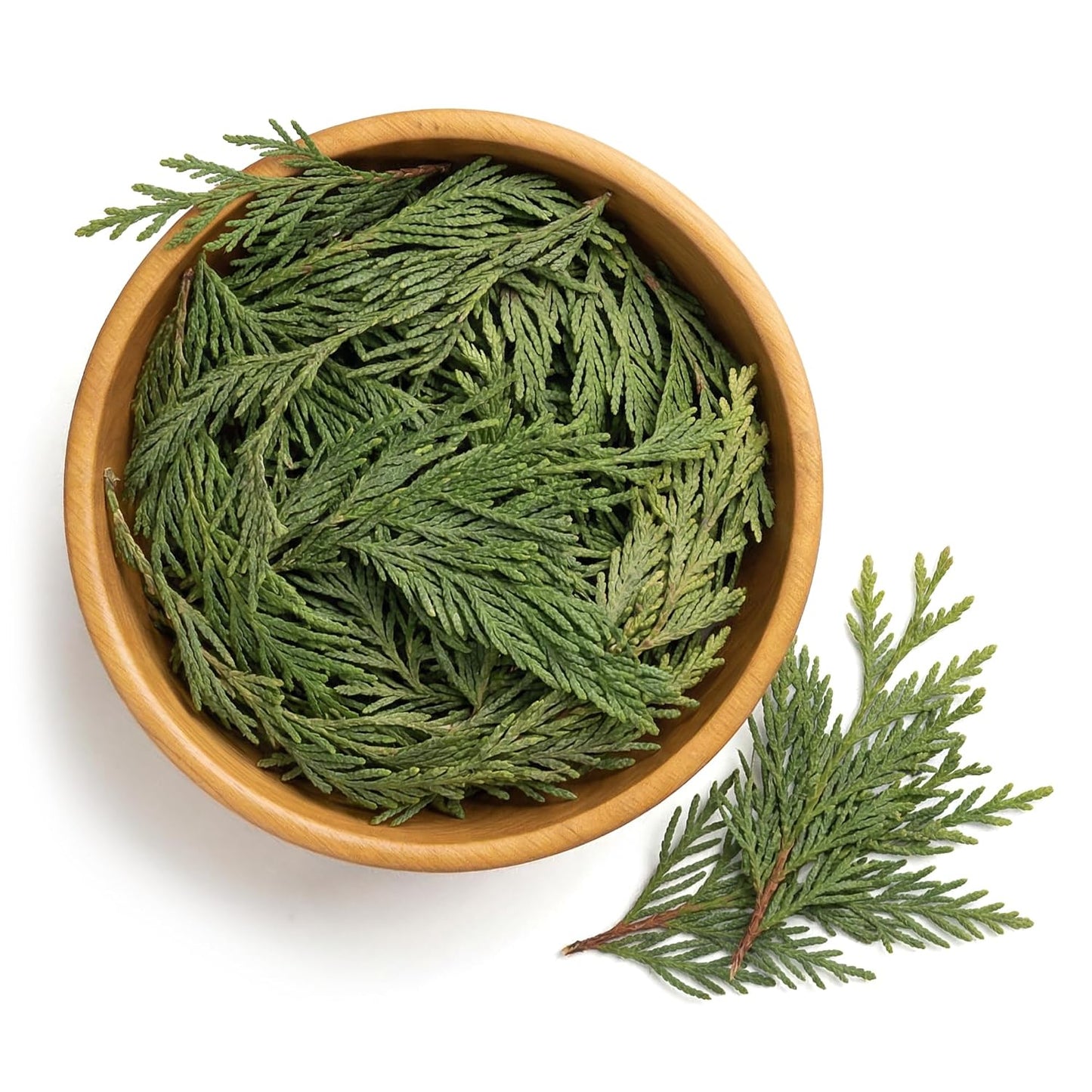 NY Spice Shop Natural Cedar Leaf Whole - 2 Ounce Evergreen Leaves - Raw Aromatic Botanical - Thuja occidentalis - Cut & Dried Herb - Bulk Herbal Ingredient for Crafting Incense or Potpourri