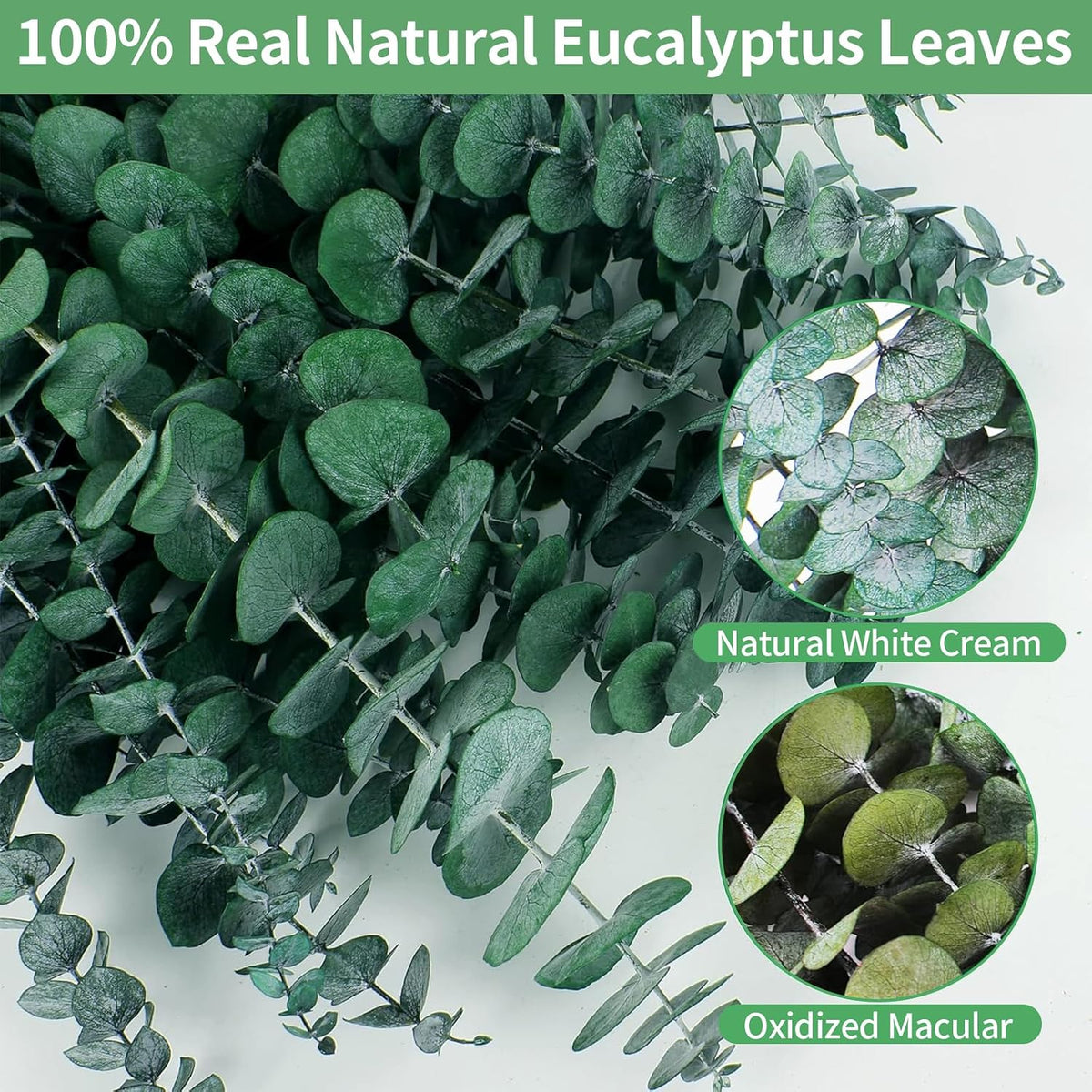 12PCS Dried Eucalyptus Bundle 17'' Real Eucalyptus Stems 100% Natural Fresh Leaves Hanging Plants Greenery Stems for Shower