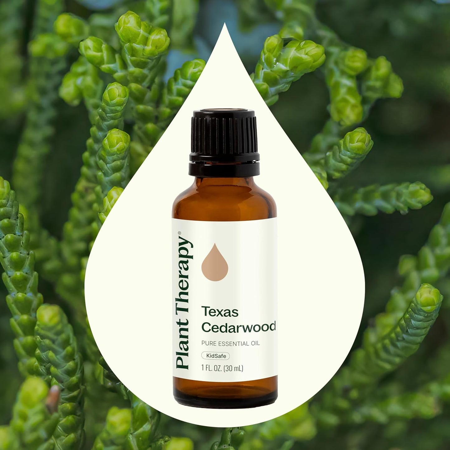 Plant Therapy Texas Cedarwood Essential Oil 30 mL (1 oz) 100% Pure, Undiluted, Aromatherapy for Mood Support and Clear Breathing