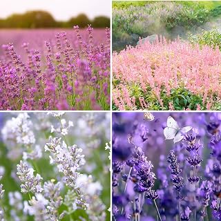 500pcs Mixed Lavender Seeds for Planting, Non-GMO Heirloom Lavender Perennial Flower Seeds Plants, Open Pollinated Beauty Home Garden Flowers in Outdoors Indoors