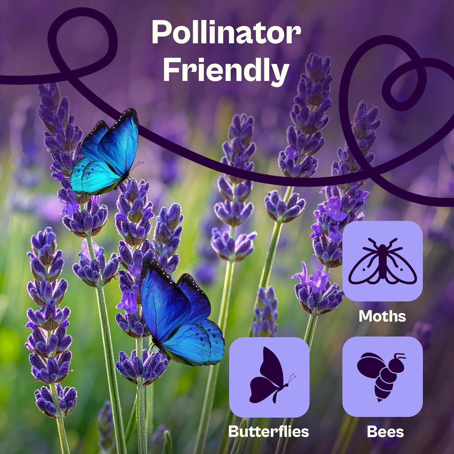SVI 1500 English Lavender Seeds for Planting (Lavandula angustifolia) – Fragrant Perennial Lavender Flowers – Heirloom Herb Seeds for Borders, Herb Garden & Containers, Wildflower Meadows