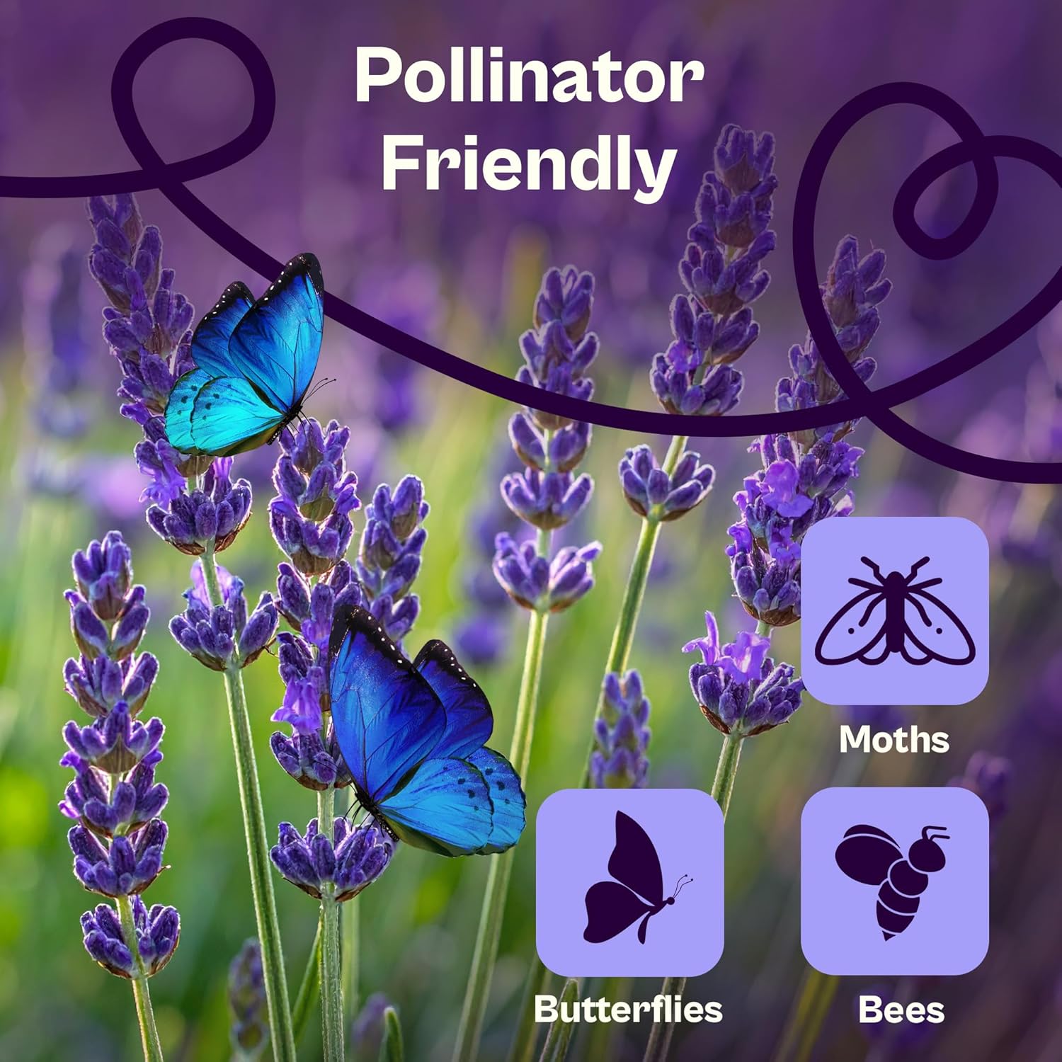 SVI 1500 English Lavender Seeds for Planting (Lavandula angustifolia) – Fragrant Perennial Lavender Flowers – Heirloom Herb Seeds for Borders, Herb Garden & Containers, Wildflower Meadows