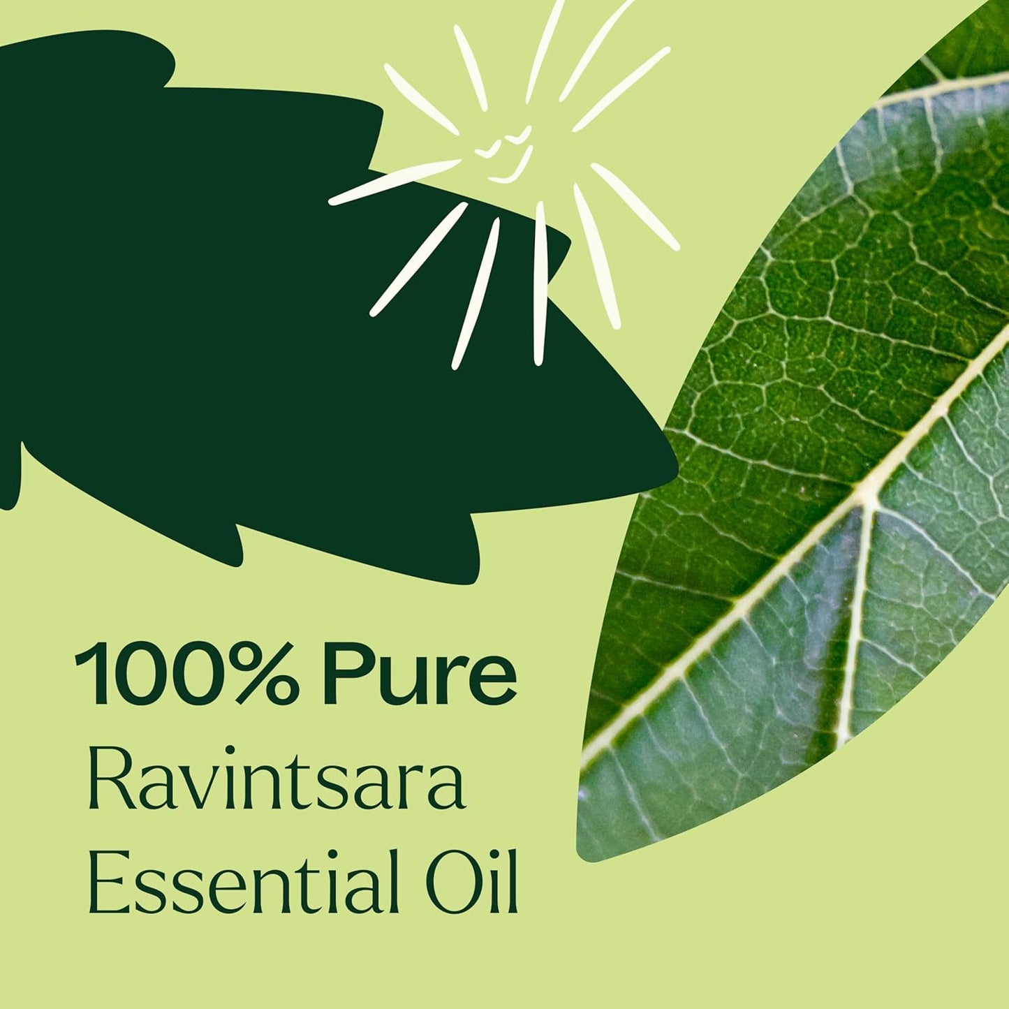 Plant Therapy Ravintsara Essential Oil 10 mL (1/3 oz) 100% Pure, Undiluted, Stimulating Aromatherapy for Respiratory Support and Joint Ache Relief