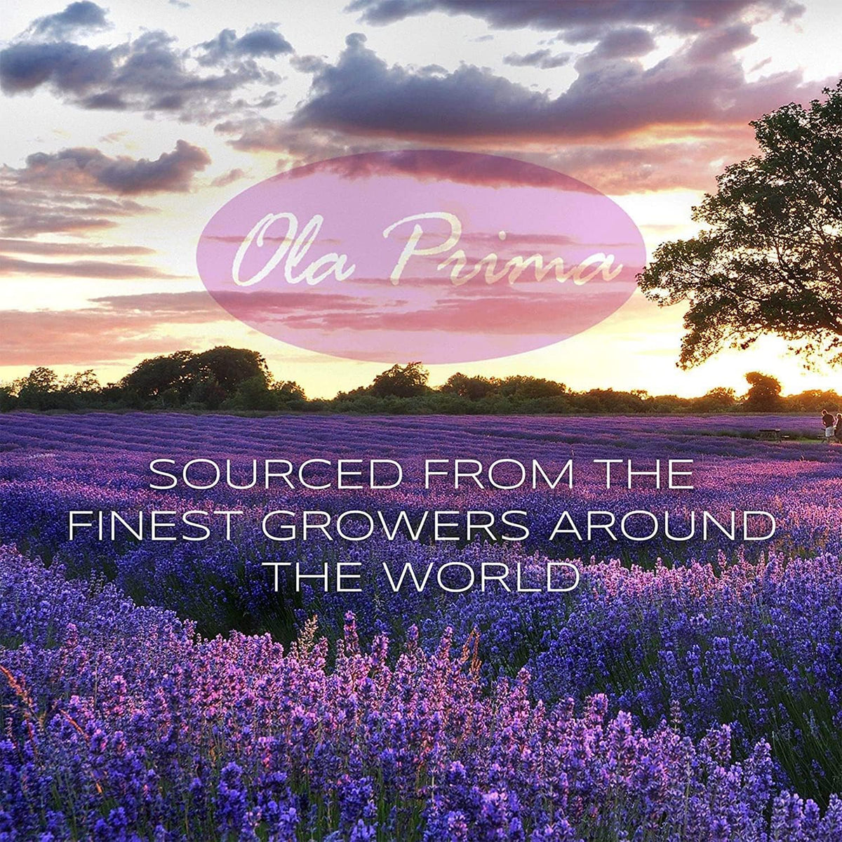Ola Prima Essential Oil Peppermint 16 oz for Diffusers and More