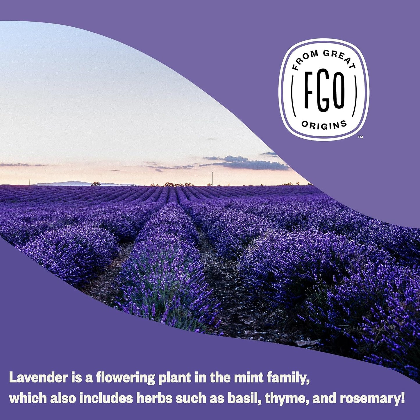 FGO Organic Dried Lavender Flowers, Extra Grade Dried Buds, Imported From France for Culinary or Sachet Bags, 16oz Bulk, Packaging May Vary (Pack of 1)