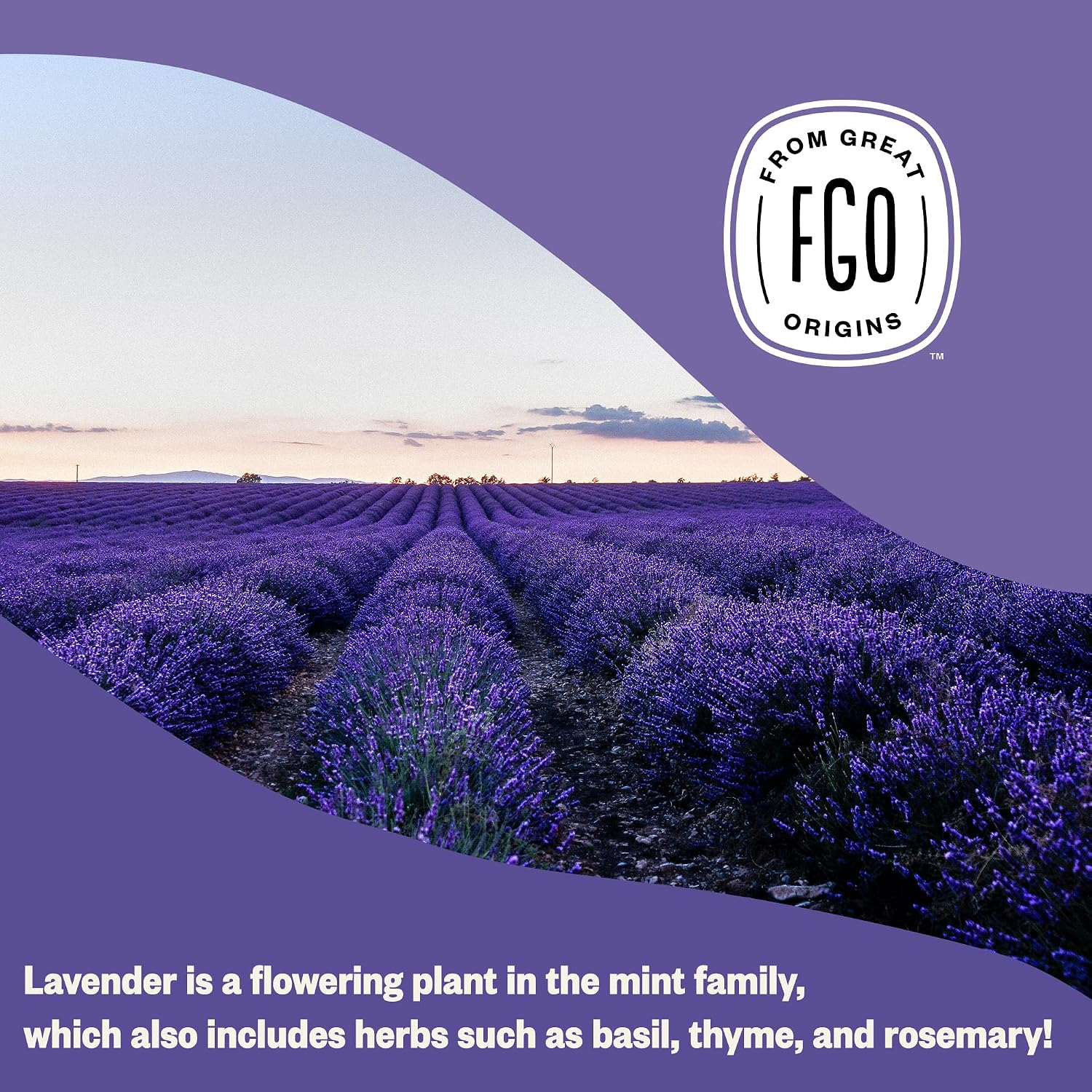 FGO Organic Dried Lavender Flowers, Extra Grade Dried Buds, Imported From France for Culinary or Sachet Bags, 16oz Bulk, Packaging May Vary (Pack of 1)