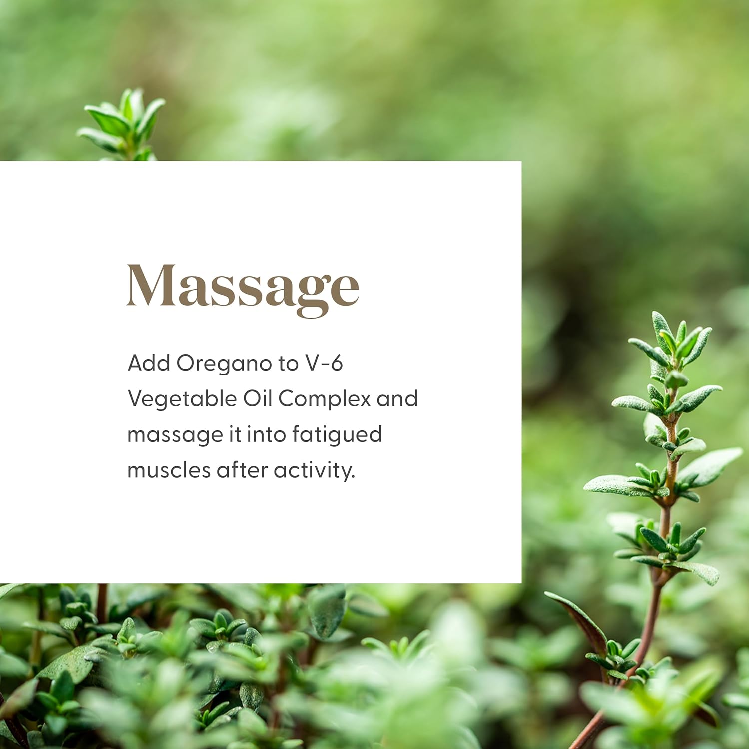 Young Living Oregano Essential Oil | 5 ml | Bold Herbal Aroma for Diffuser, Massage & Aromatherapy | Single Essential Oil with Warm, Spicy Herb Fragrance
