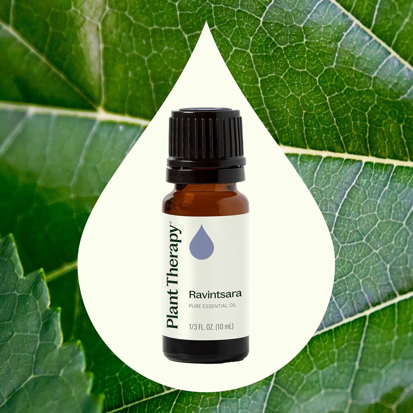 Plant Therapy Ravintsara Essential Oil 10 mL (1/3 oz) 100% Pure, Undiluted, Stimulating Aromatherapy for Respiratory Support and Joint Ache Relief