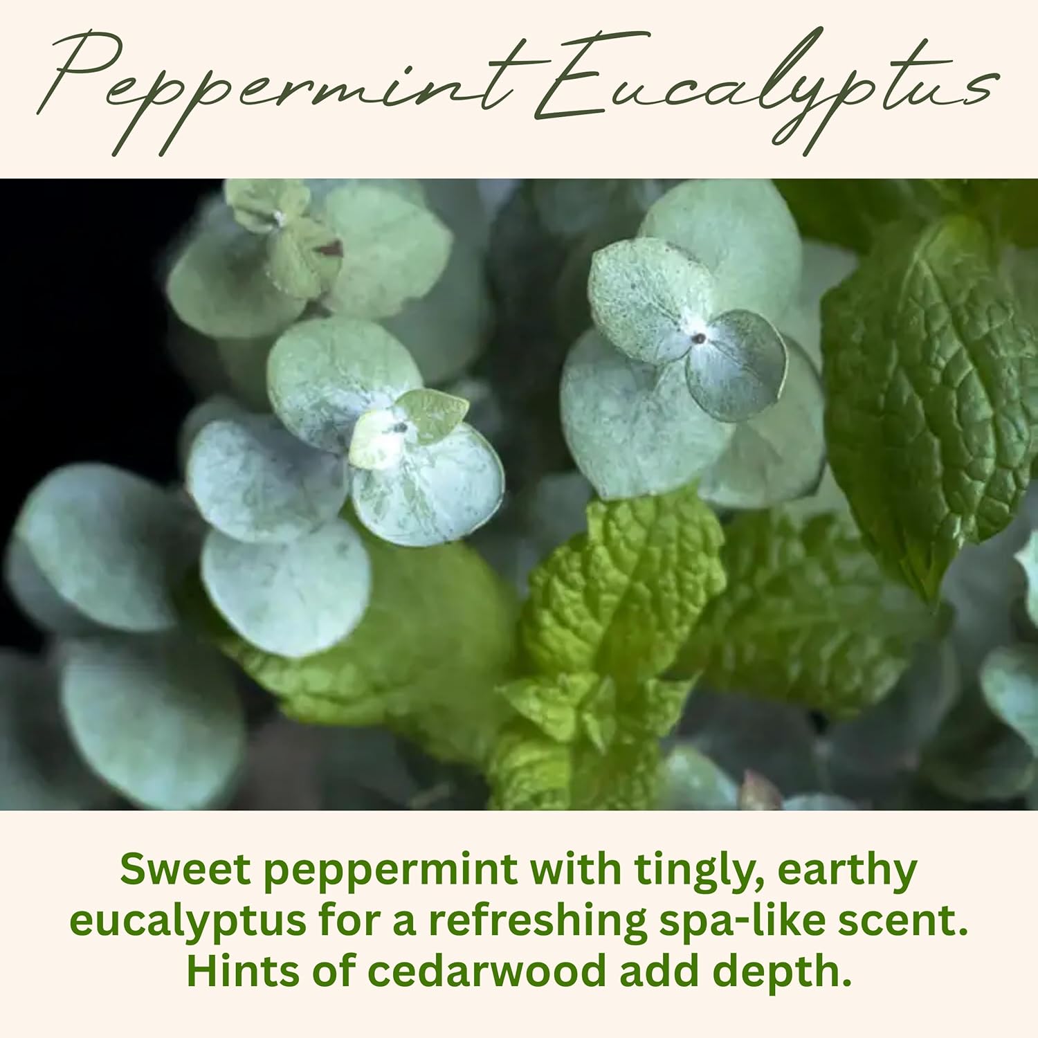 Wickless Peppermint Eucalyptus Scented Candles for Candle Warmer Lamp, Many Scents to Choose, 100% Non-Toxic Soy Wax, Candle Melts for Warming Plate, Handmade in The USA (Peppermint Eucalyptus)