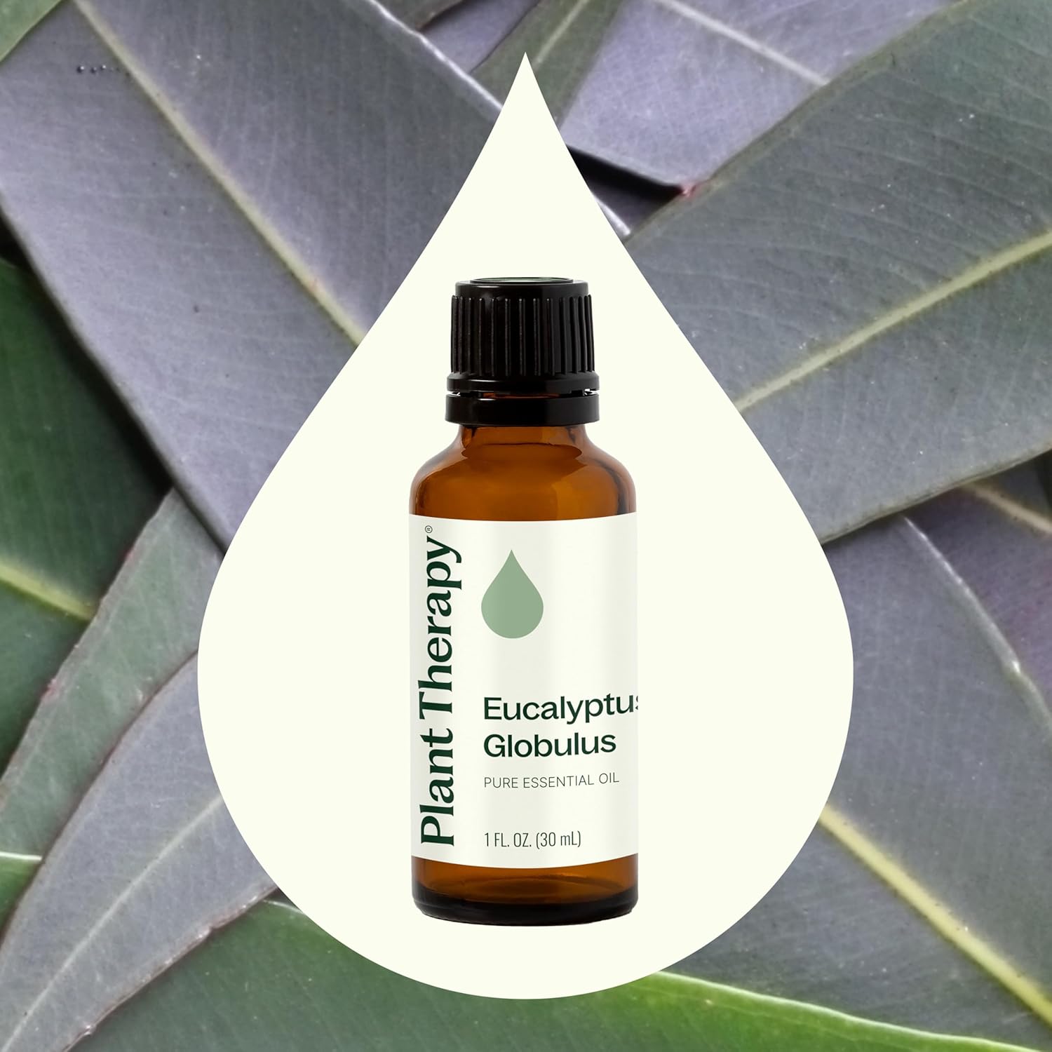 Plant Therapy Eucalyptus Globulus Essential Oil, 30 mL (1 oz), for Diffuser, Skin, Hair, Aromatherapy DIYs, and Clear Breathing, 100% Pure and Undiluted Essential Oil