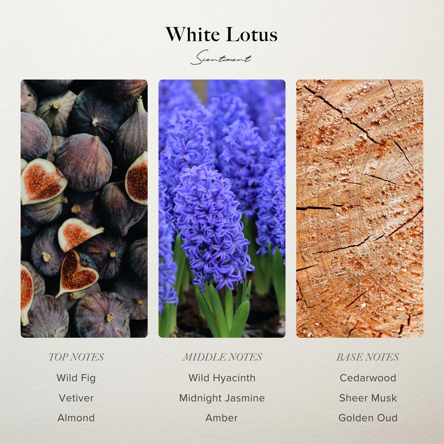Scentiment White Lotus Diffuser Oil - Premium Hotel Scent with Notes of of Wild Fig, Vetiver, Almond & Sandalwood Home Scent, Hotel Fragrance Oil Diffuser Refill - 0.68 fl oz (20 mL)