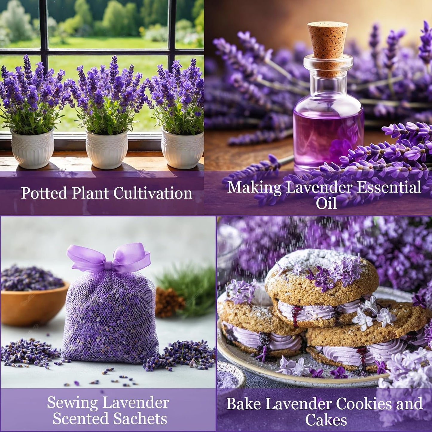 Dwarf Lavender Seeds for Planting Outdoors, 2000pcs Perennial English Lavender Flower Herbs Seeds Plants, Non-GMO Heirloom Hummingbirds Open Pollinated Wildflowers for Home Garden Indoors