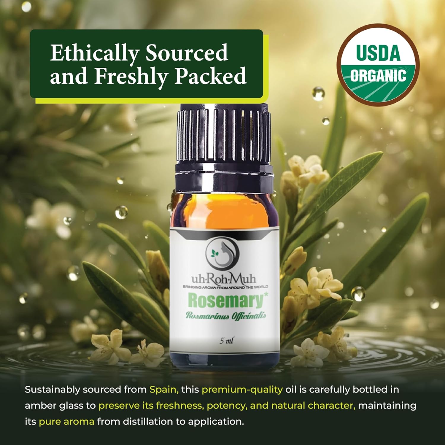 Organic Rosemary Essential Oil Chemotype Cineole | 100% Pure Steam Distilled Rosemary Oil | Fresh Herbaceous Aroma for Diffuser Aromatherapy, Massage Blends & DIY Recipes | Spain – 5ml