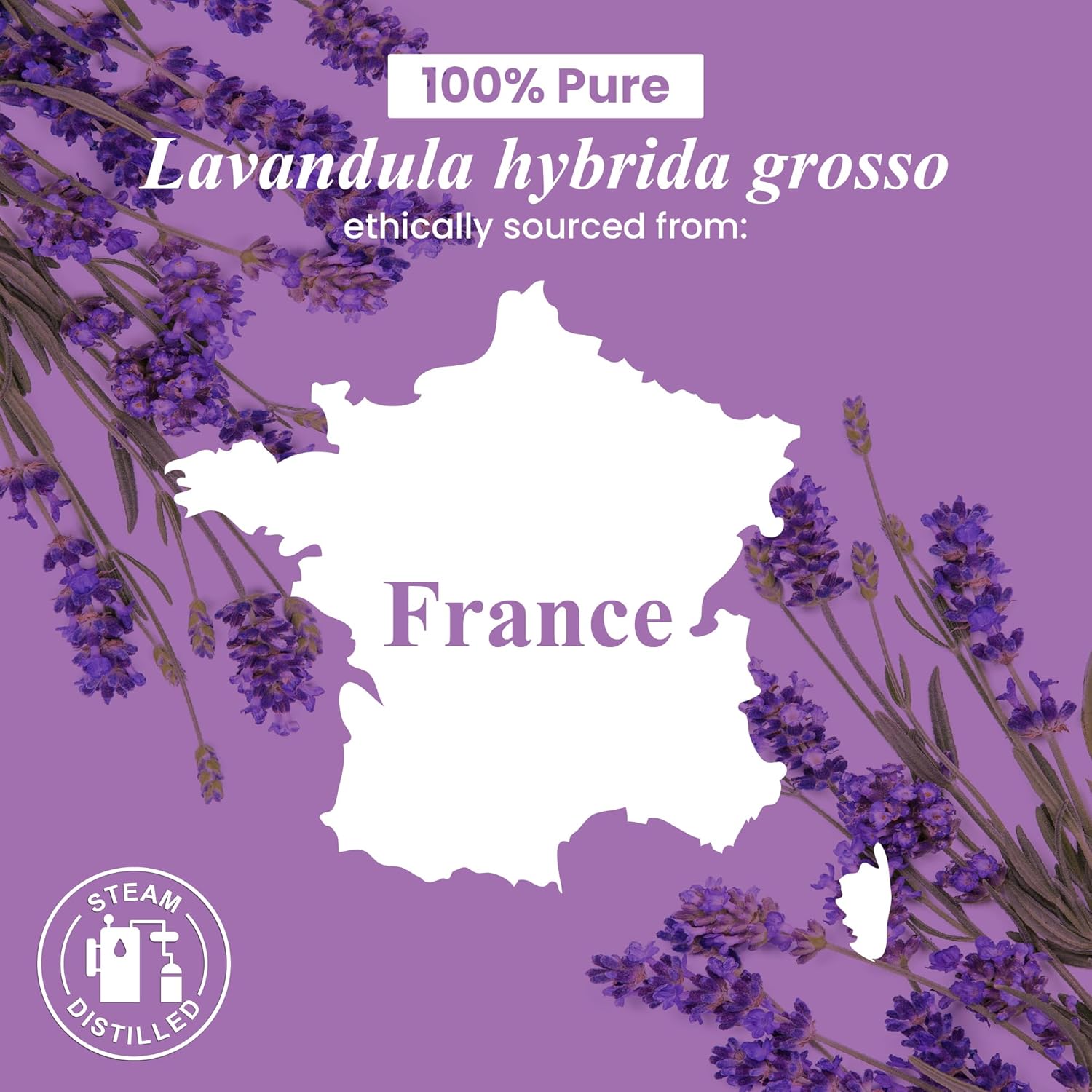 Handcraft Blends Lavender Essential Oil in Glass Bottle – Huge 16 Fl Oz – 100% Pure and Natural – Premium Grade Oil for Diffuser and Aromatherapy, Skin, Massage, Candle and Soap Making Fragrance