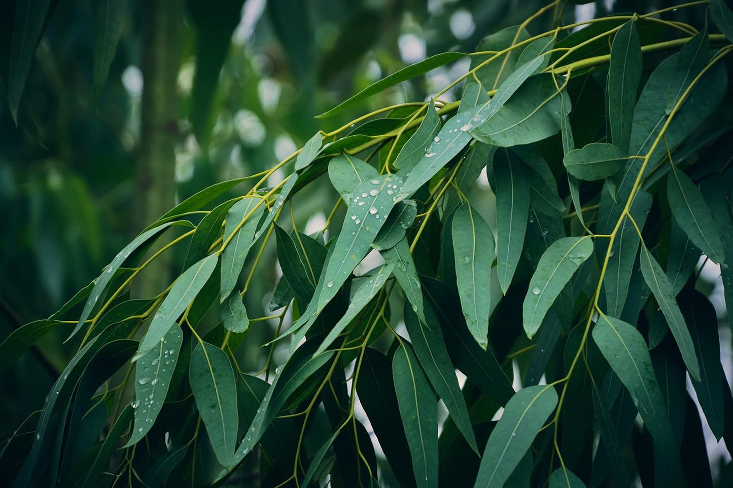 Eucalyptus Pure Oil (Globulus) - 1 Gallon