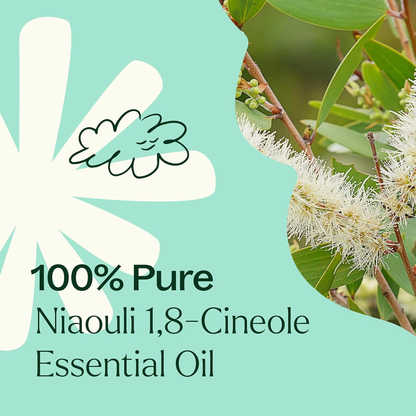 Plant Therapy Niaouli 1,8-Cineole Essential Oil 10 mL (1/3 oz) 100% Pure, Undiluted, Aromatherapy, Soothing Essential Oils for Skin Irritation and Muscle Soreness