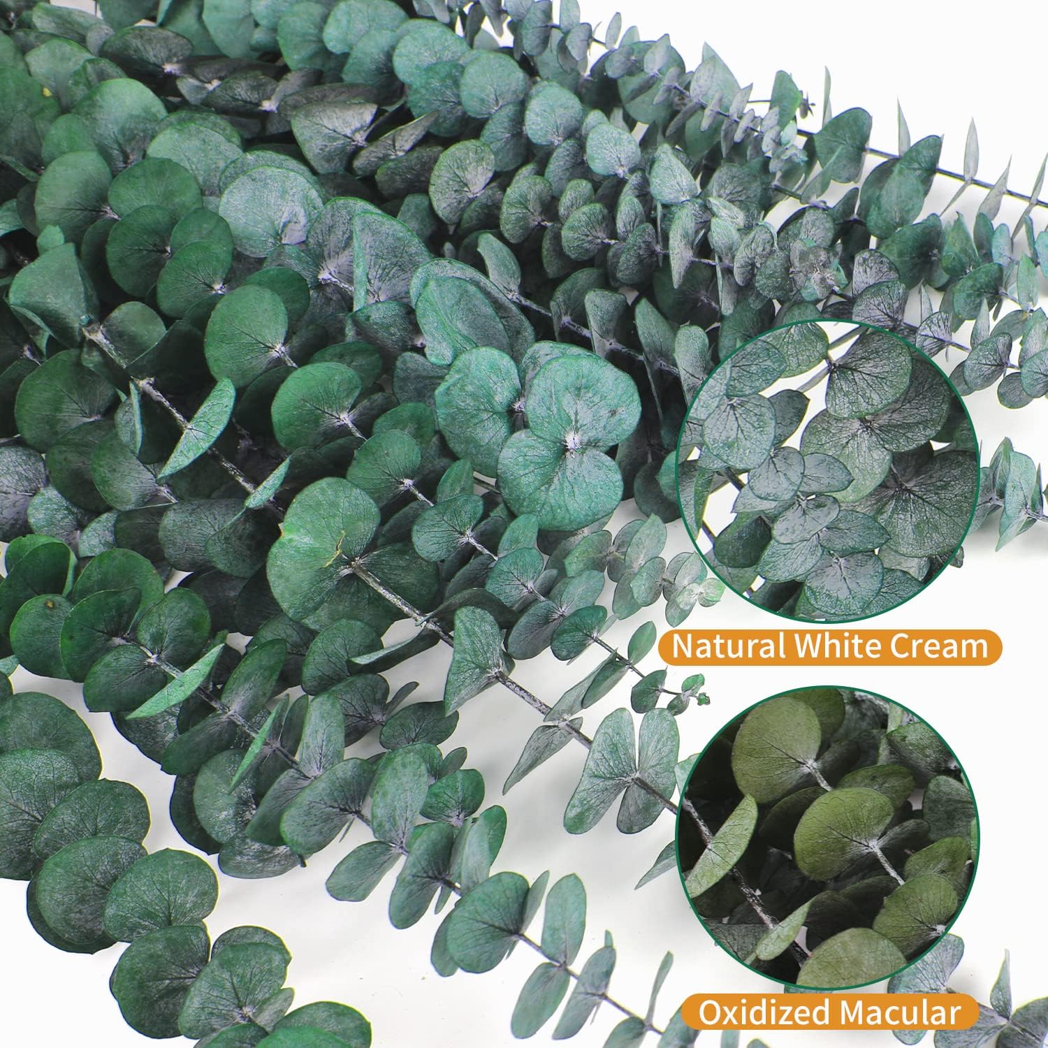 20 Pcs Dried Eucalyptus for Shower - Real Eucalyptus Stems,17'' Fresh 100% Natural Leaves & Aromatic for Shower Spray, Home Decor, Party Present, Wedding Gift