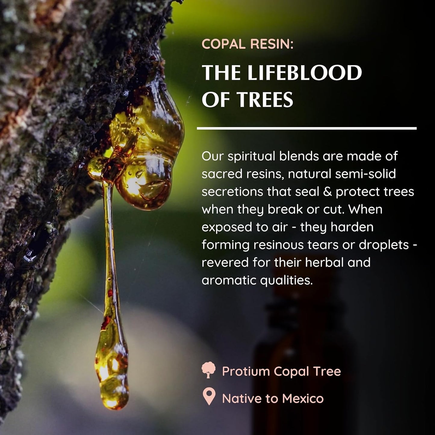 Copal Resin Essential Oil Diffuser Blend 30ml by Aromafume | Protium Copal (Burseraceae) Extract | Native to Mexico | Deepened Relaxation & an ambience for Rituals | Charged with Pure Resins