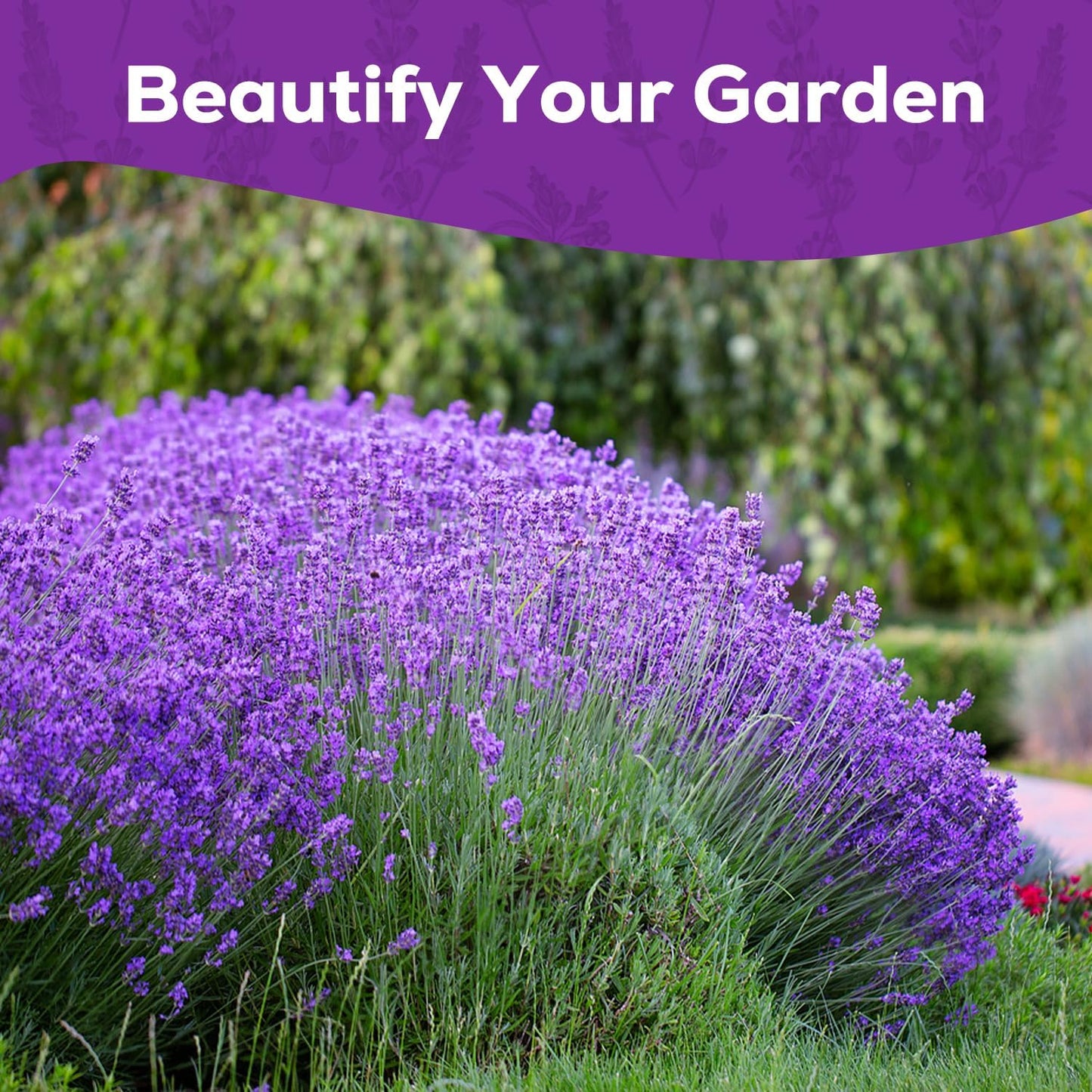 English Lavender Seeds for Planting - 1500+ Heirloom Seeds - High Germination, Fragrant Purple Flowers Herb Seeds for Home Garden, Indoor/Outdoor