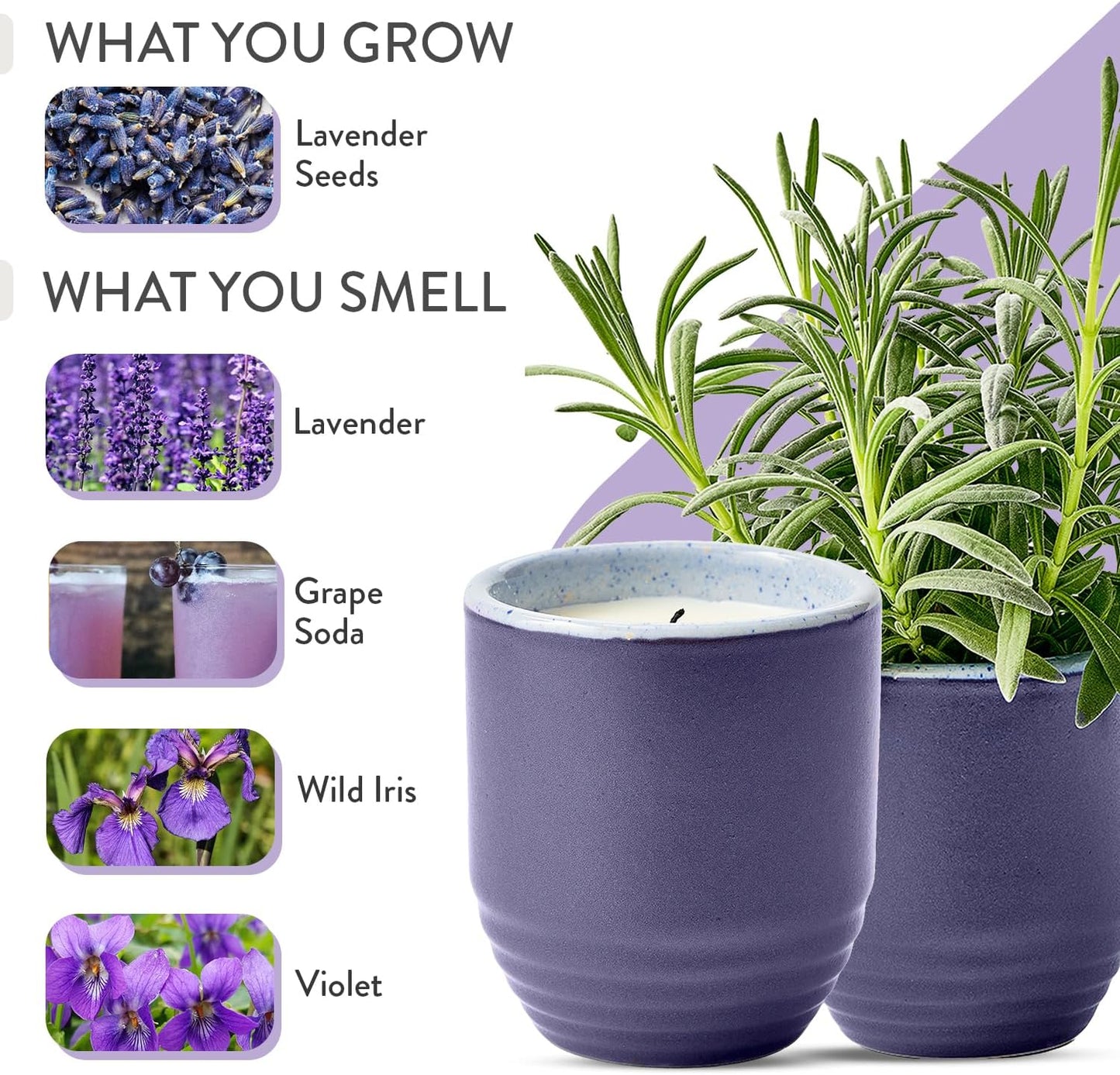 Modern Sprout - 2-in-1 Soy Candle & Planter - Violet Hour (Lavender, Grape Soda, Wild Iris, Violet) 6 Oz Scented Candle w/Lavender Seeds - Ceramic Vessel Dual Purpose Jar - 38-40 Hour Burn