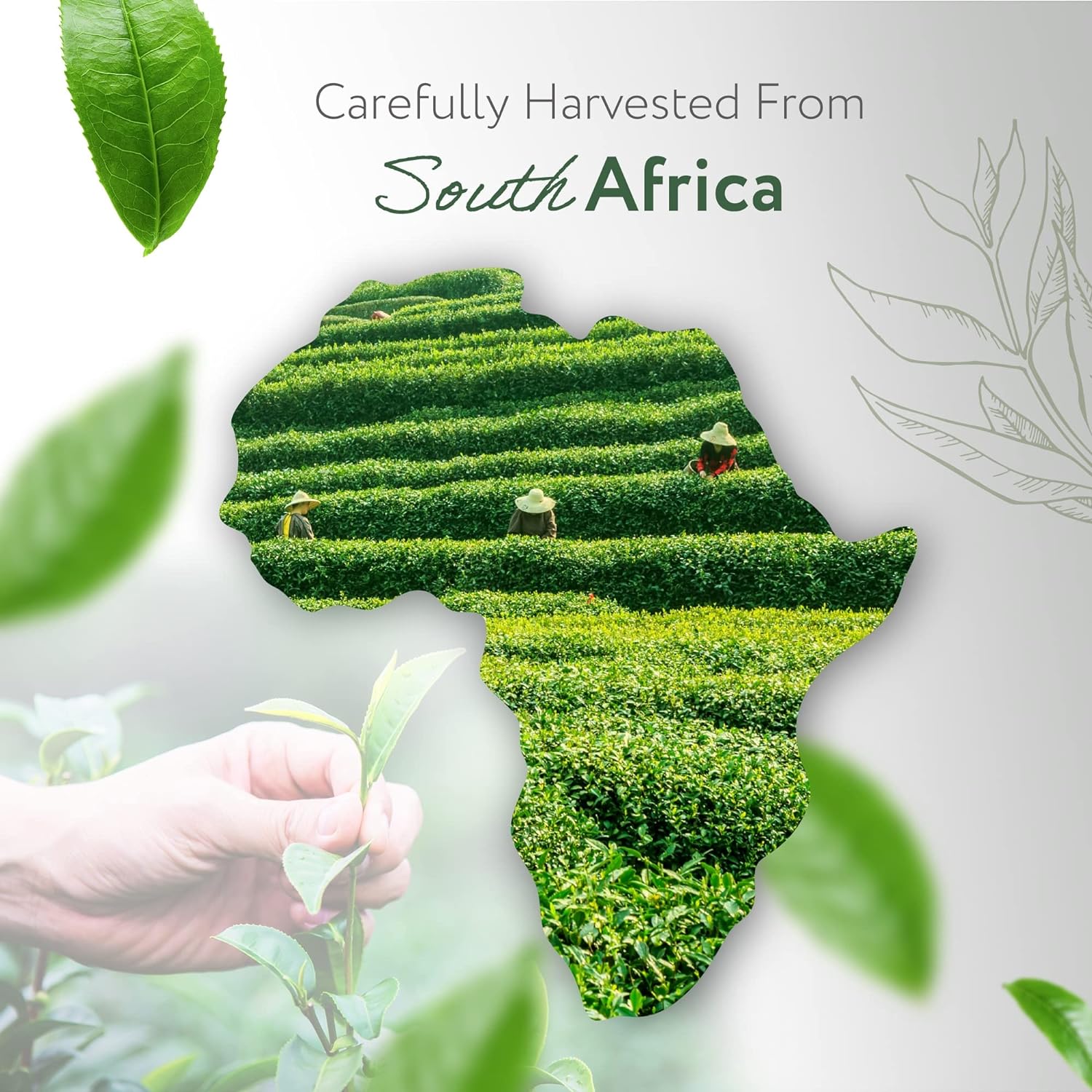 HBNO Tea Tree Oil for Skin 4oz (120 ml) - Bring Refreshing Aroma of Tea Trea Essential Oil - Perfect for Skin Therapy