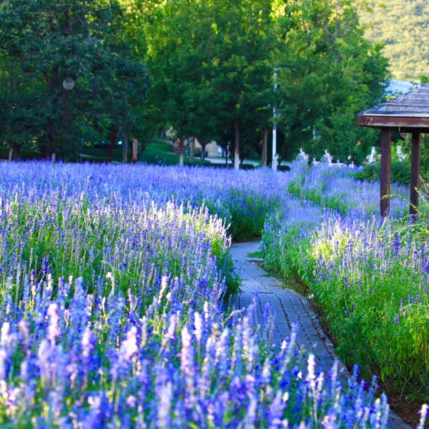 500pcs Mixed Lavender Seeds for Planting, Non-GMO Heirloom Lavender Perennial Flower Seeds Plants, Open Pollinated Beauty Home Garden Flowers in Outdoors Indoors
