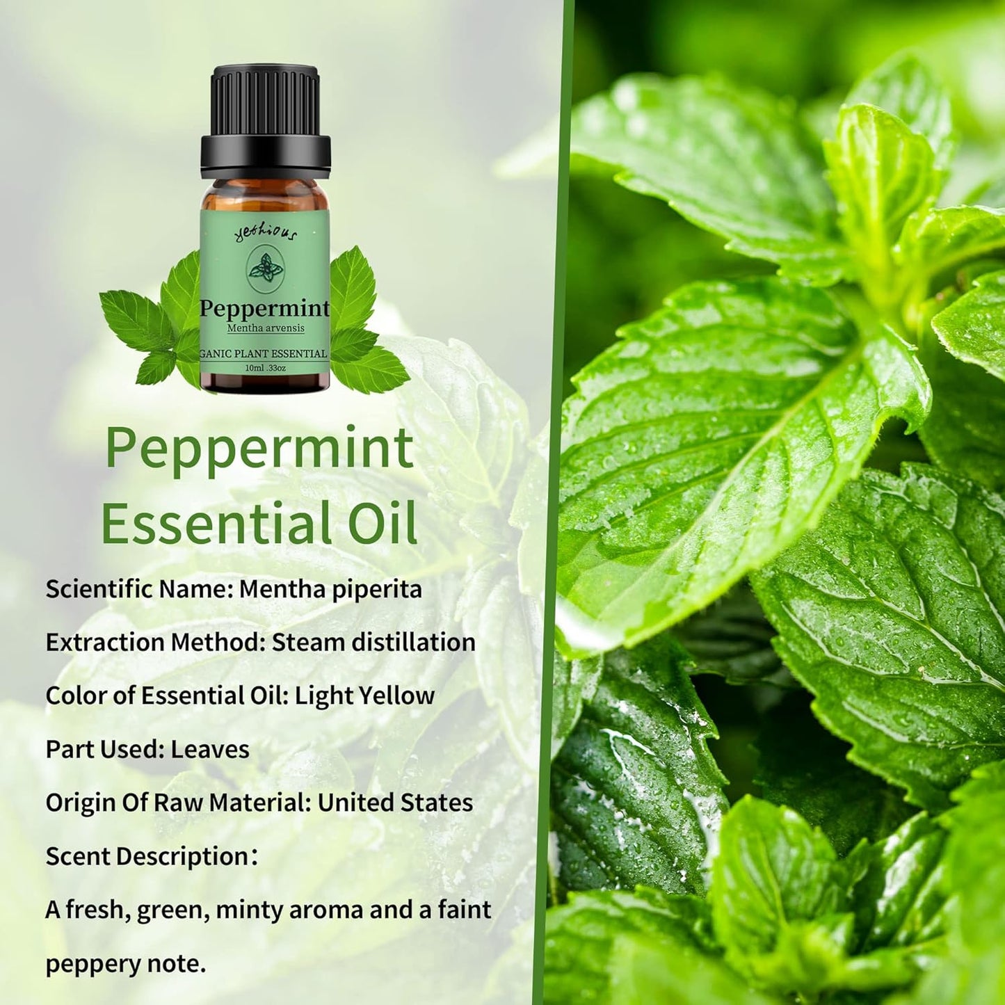 yethious Peppermint Eucalyptus Essential Oil 10ML Natural Peppermint Essential Oil Gift Set for Aromatherapy & Diffuser, Fragrance, Soap Candle Making
