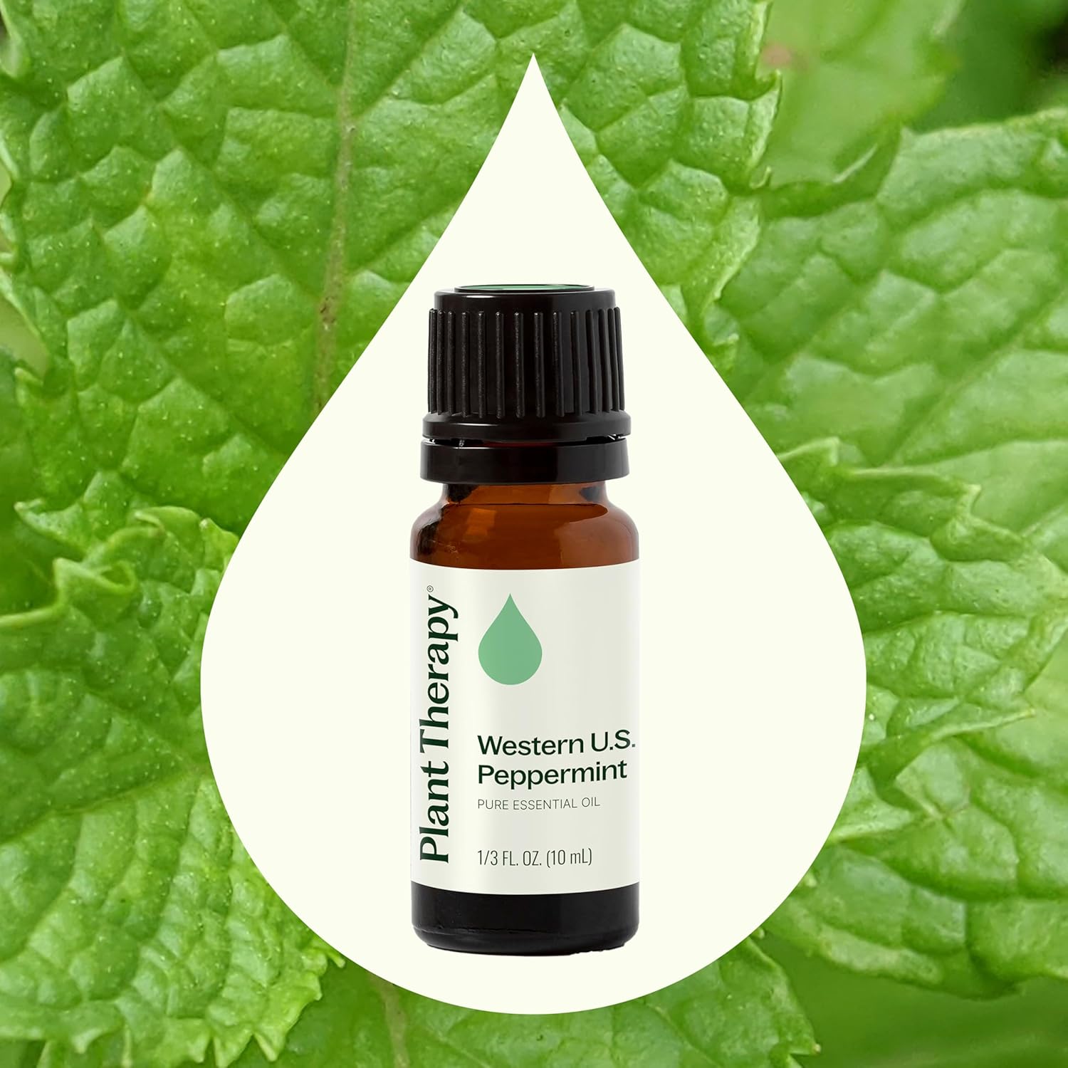 Plant Therapy Peppermint Western U.S. Essential Oil 10 mL (1/3 oz) 100% Pure, Undiluted, Aromatherapy; Attention, Focus, and Cooling Relief