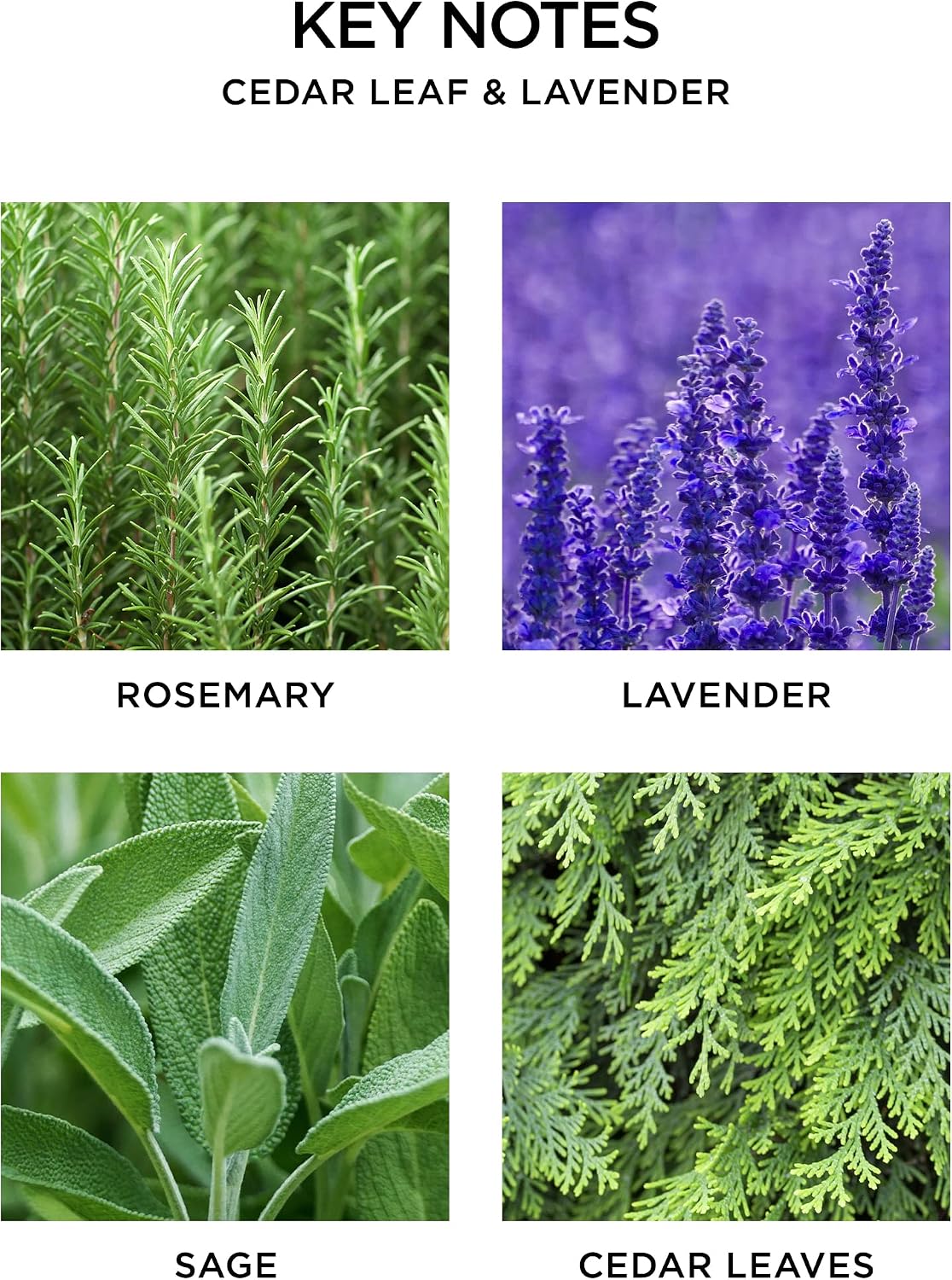 NEST New York Reed Diffuser Refill, Cedar Leaf & Lavender, 5 Fluid Ounces, 5.9 Fl Oz (Pack of 1)