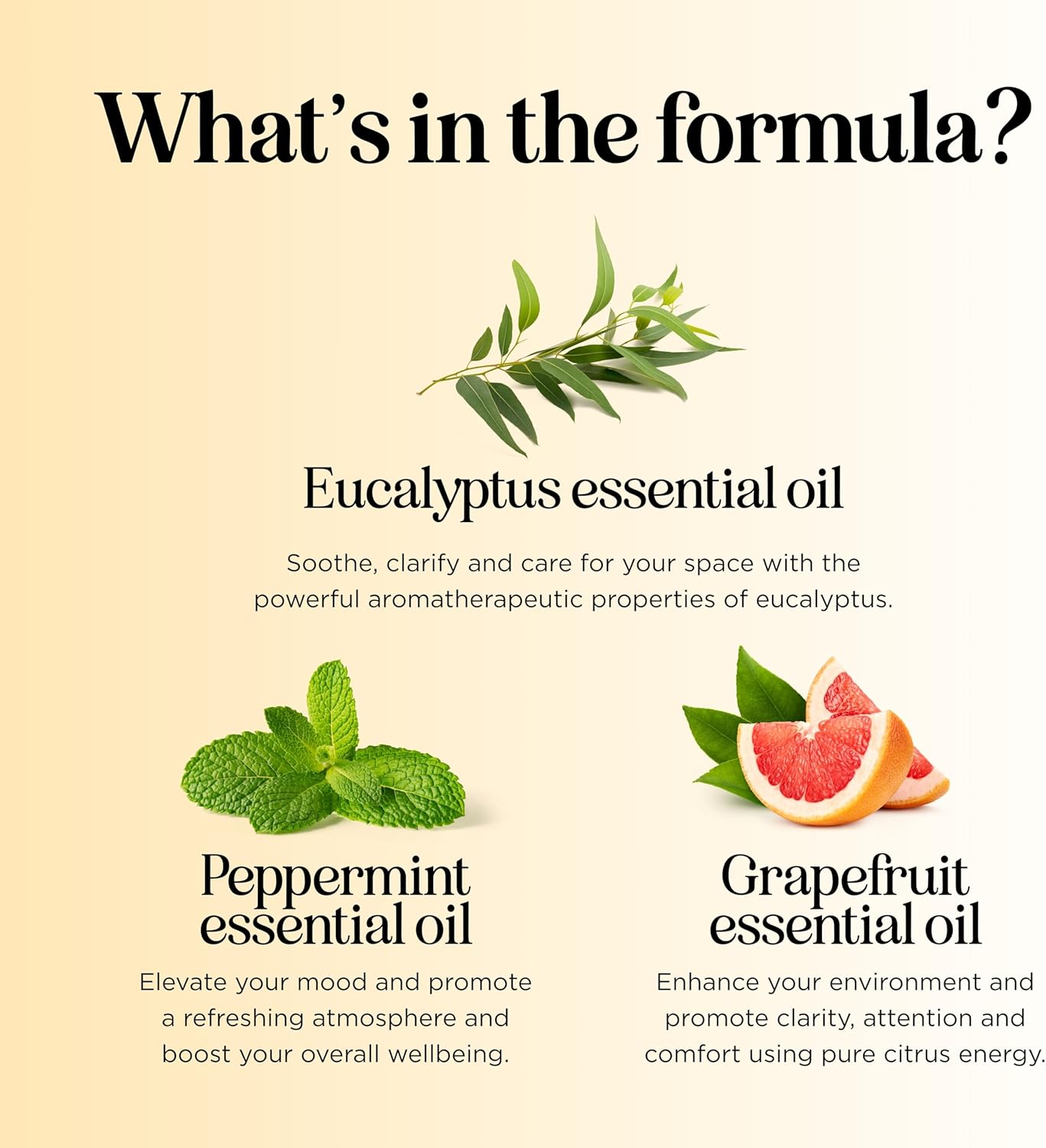Focus Essential Oil Roll On - Aromatherapy Essential Oil Roller with Invigorating Pure Citrus and Mint Oils - Attention and Focus Essential Oil Blend with Eucalyptus Peppermint & Grapefruit (2 Pack)