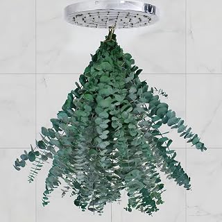 20 Pcs Dried Eucalyptus for Shower - Real Eucalyptus Stems,17'' Fresh 100% Natural Leaves & Aromatic for Shower Spray, Home Decor, Party Present, Wedding Gift