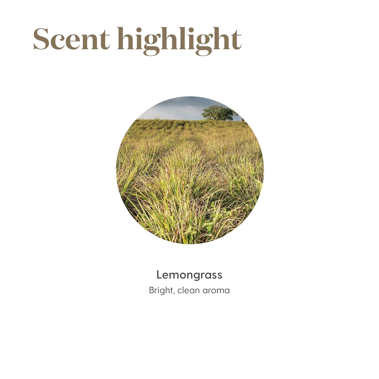 Young Living Lemongrass Essential Oil, 15ml | Skincare Addition | Ideal for Relaxation Massage | Fresh Aroma | Aromatherapy Diffuser | Cleansing Properties | Vegan & Gluten-Free | Pure & Natural