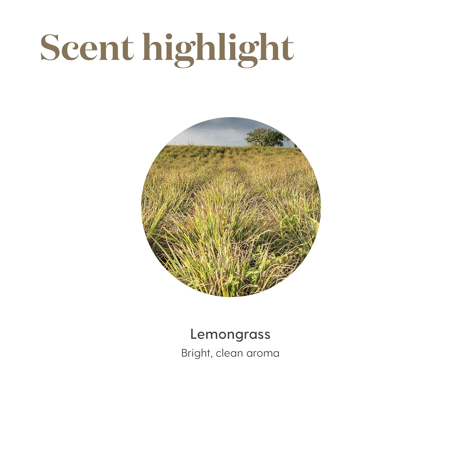 Young Living Lemongrass Essential Oil, 15ml | Skincare Addition | Ideal for Relaxation Massage | Fresh Aroma | Aromatherapy Diffuser | Cleansing Properties | Vegan & Gluten-Free | Pure & Natural