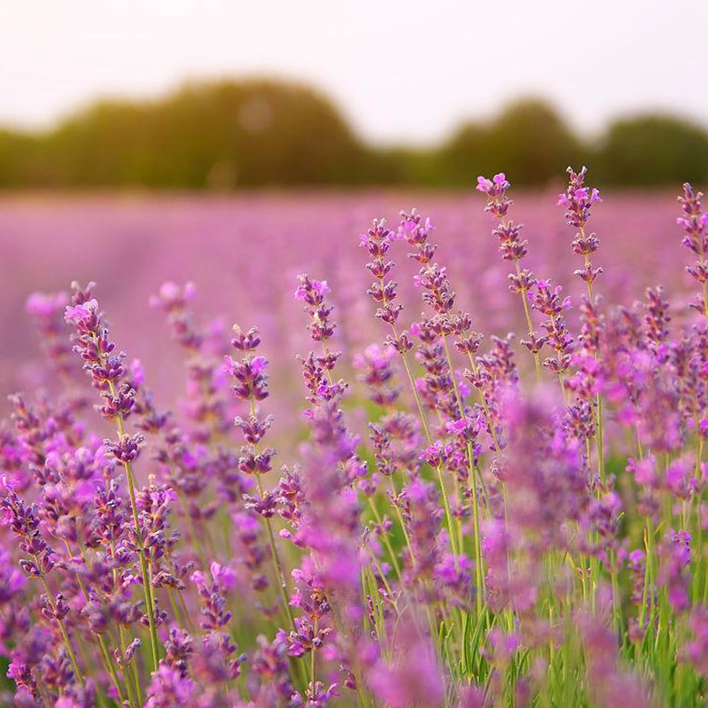 500pcs Mixed Lavender Seeds for Planting, Non-GMO Heirloom Lavender Perennial Flower Seeds Plants, Open Pollinated Beauty Home Garden Flowers in Outdoors Indoors