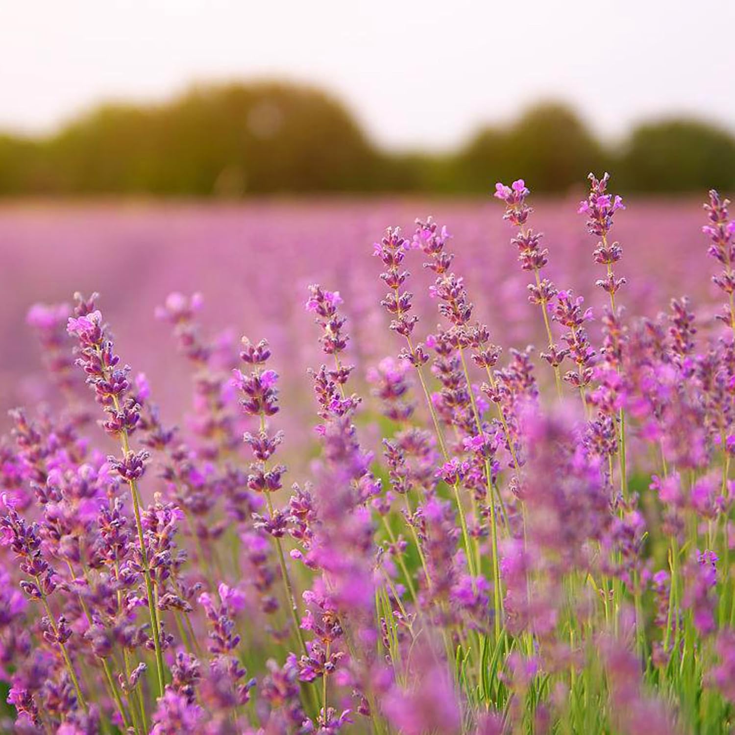 500pcs Mixed Lavender Seeds for Planting, Non-GMO Heirloom Lavender Perennial Flower Seeds Plants, Open Pollinated Beauty Home Garden Flowers in Outdoors Indoors