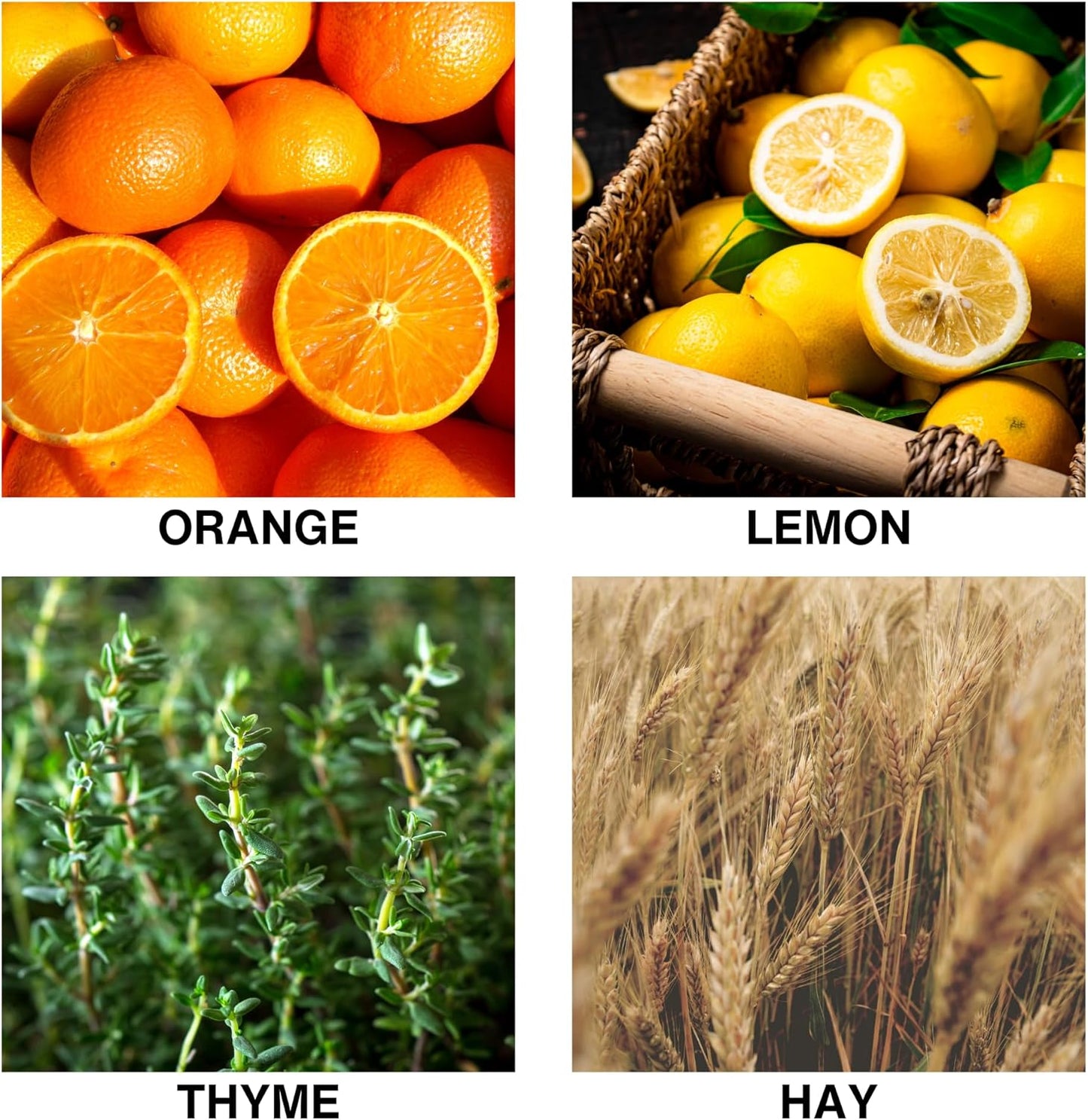 Citrus Meadow Scent Luxury Reed Diffuser – with Orange, Lemon, Thyme & Hay – Long-Lasting Diffusers for Home, Premium Essential Oils for Bedroom, Bathroom & Office