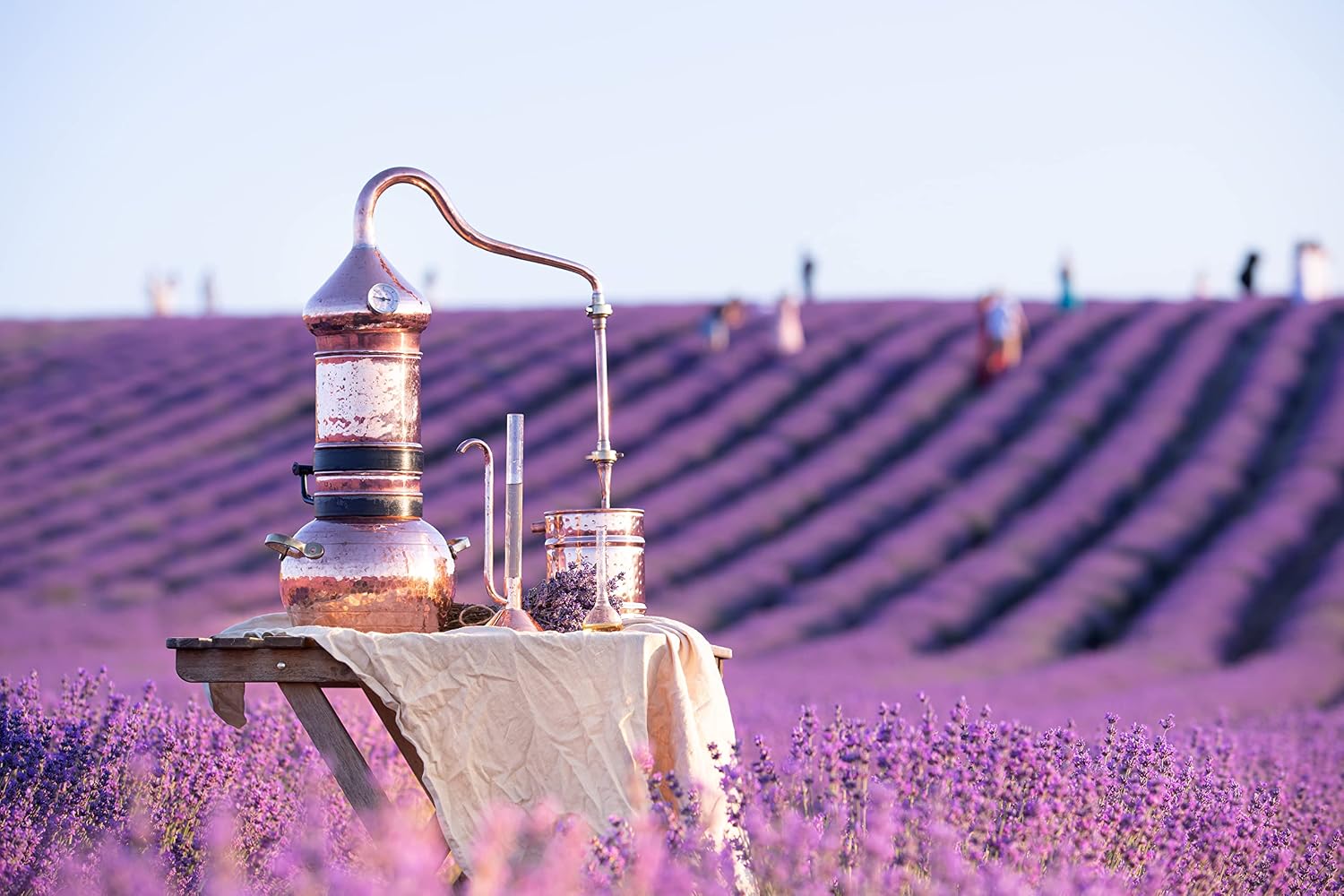 Lavender Tea 1LB (16Oz) 100% Certified Organic| Lavender Flowers Dried | Loose Lavender Tea| Perfect for Tea, Baking, Lemonade, DIY Beauty, Sachets & Fresh Fragrance | 100% Raw Albanian Harvest |